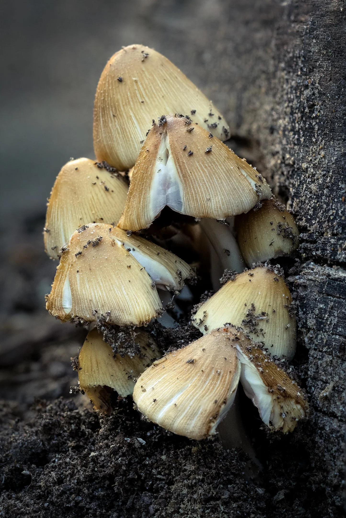 N | Wild Mushroom Bunch | Rebecca Humes | Score: 20