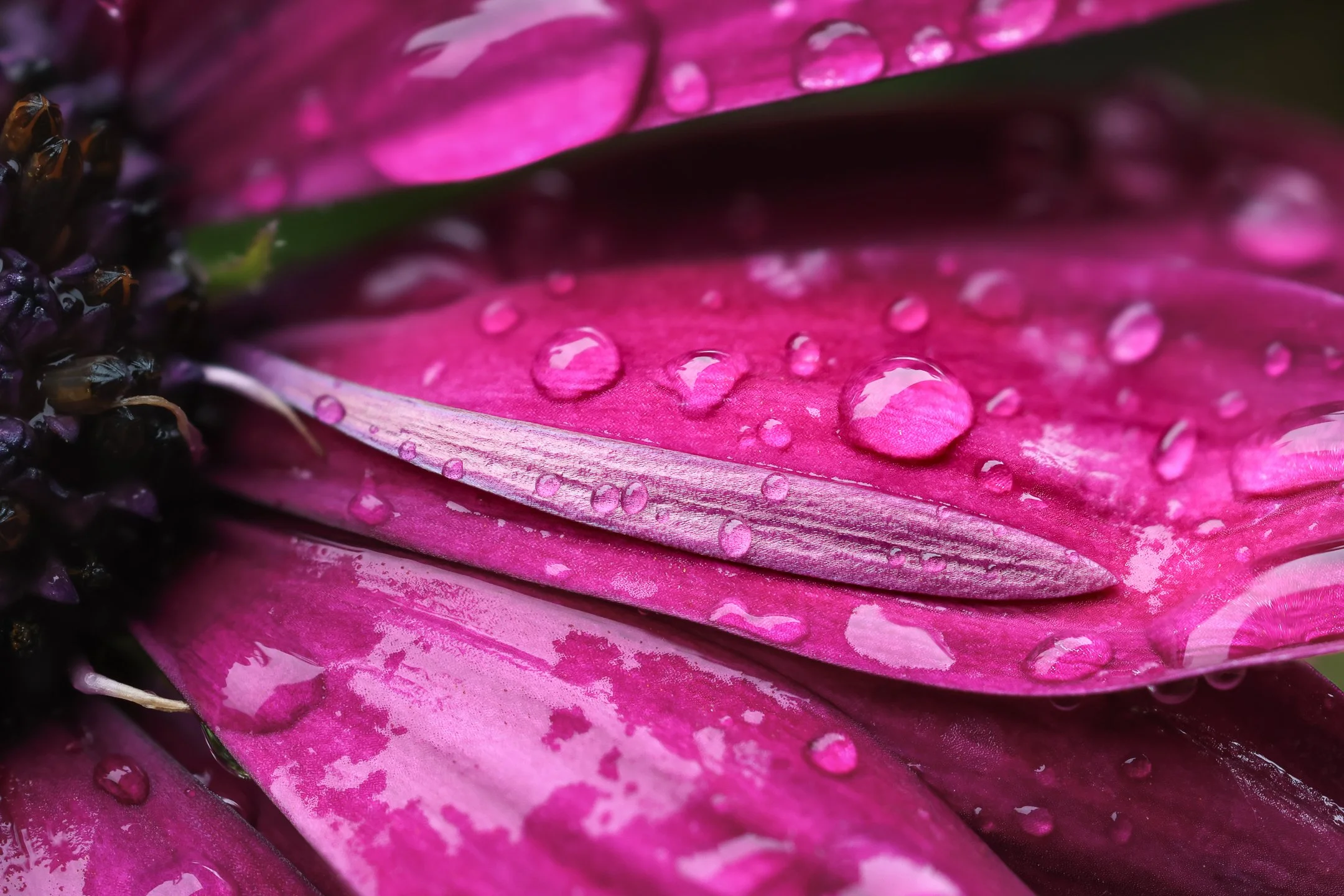 A | Flower In The Rain | Norbert Kugele | Score: 20