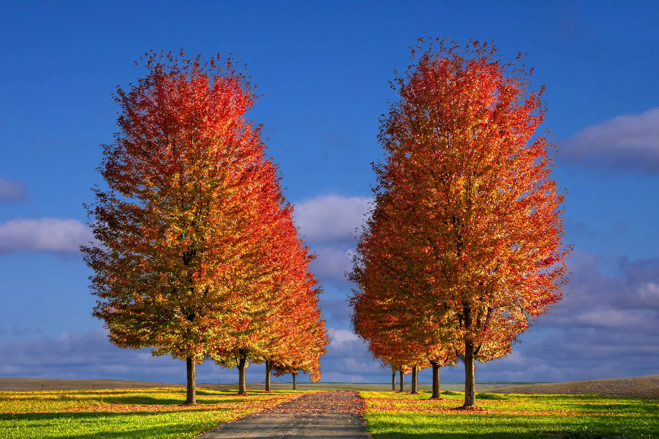 A | Autumn Tree Rows | Randy Nyhof | Score: 21