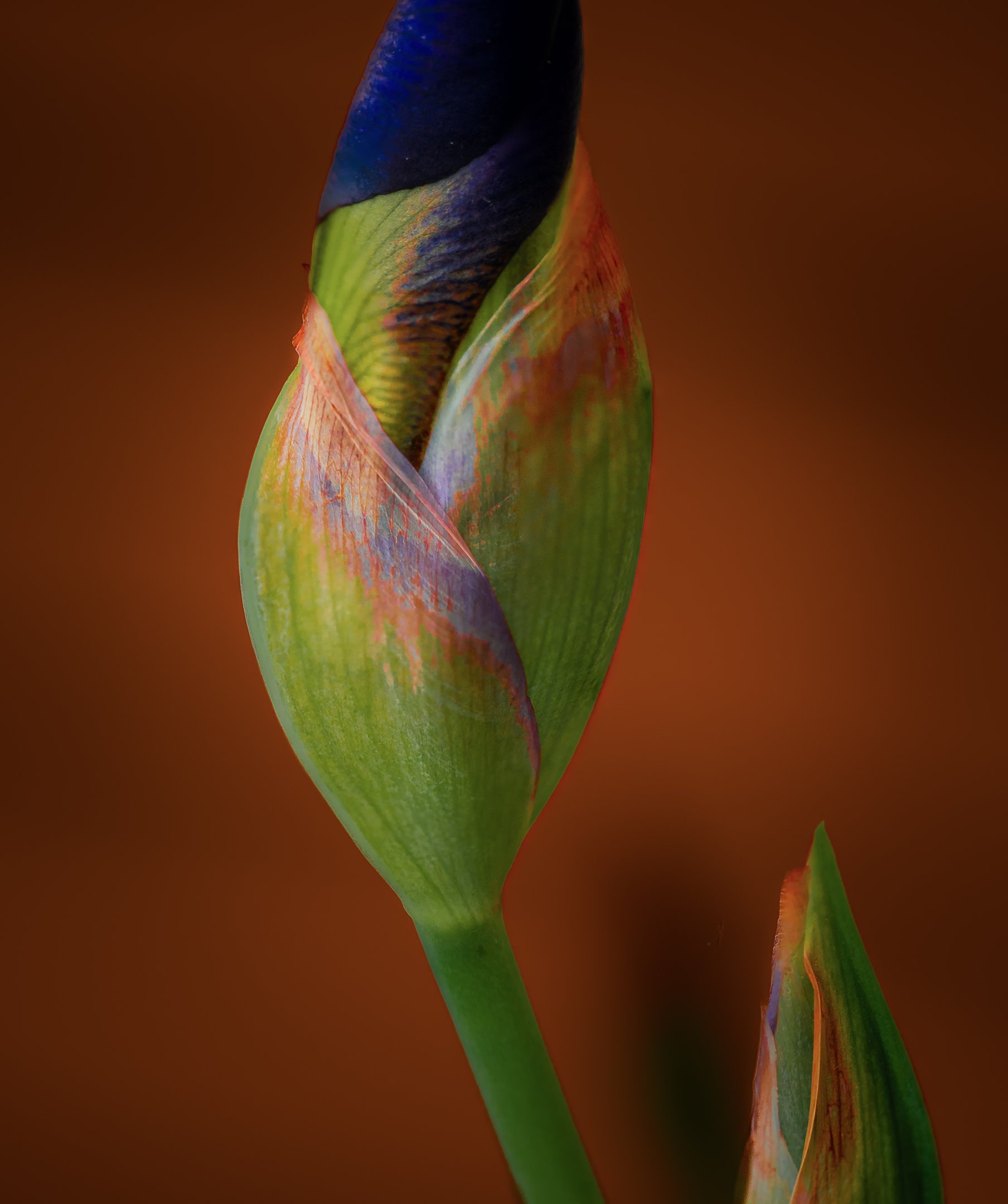O | Triadic Colors | Gary Kirfman | Score: 12