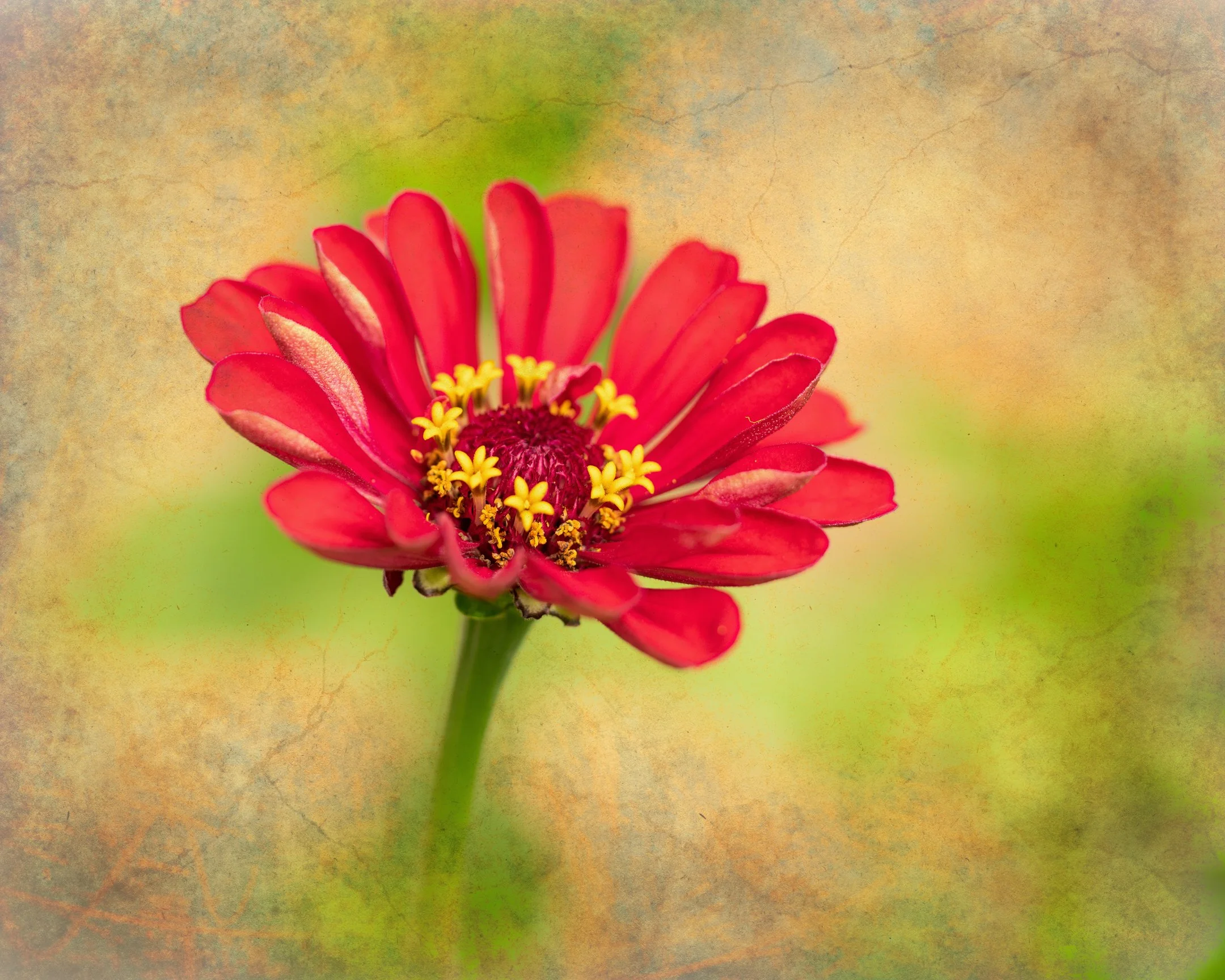 C | Zinnias Dream | Diane Charvat | Score: 17