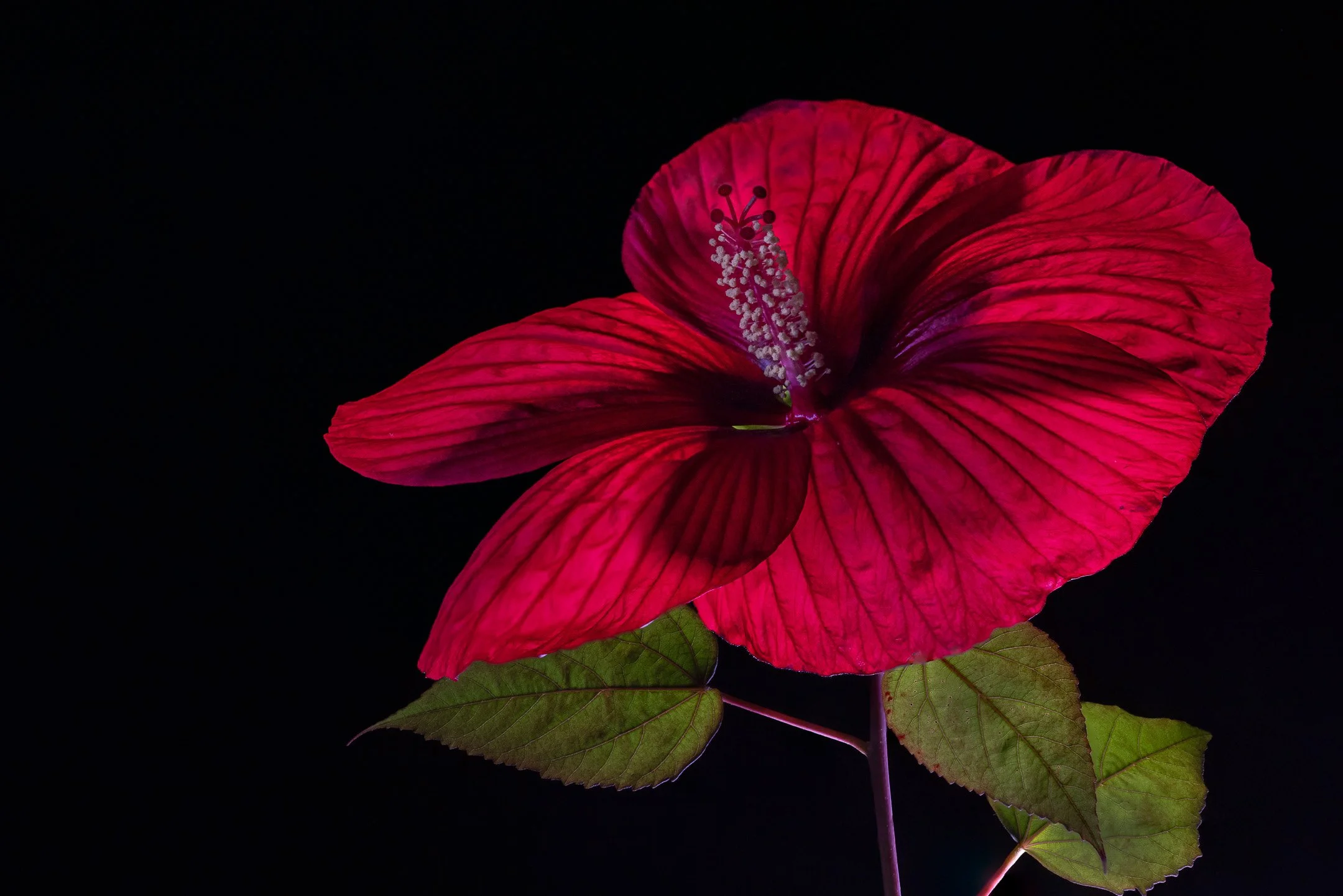 O | Low Key Hibiscus | Jan Lewis | Score: 13