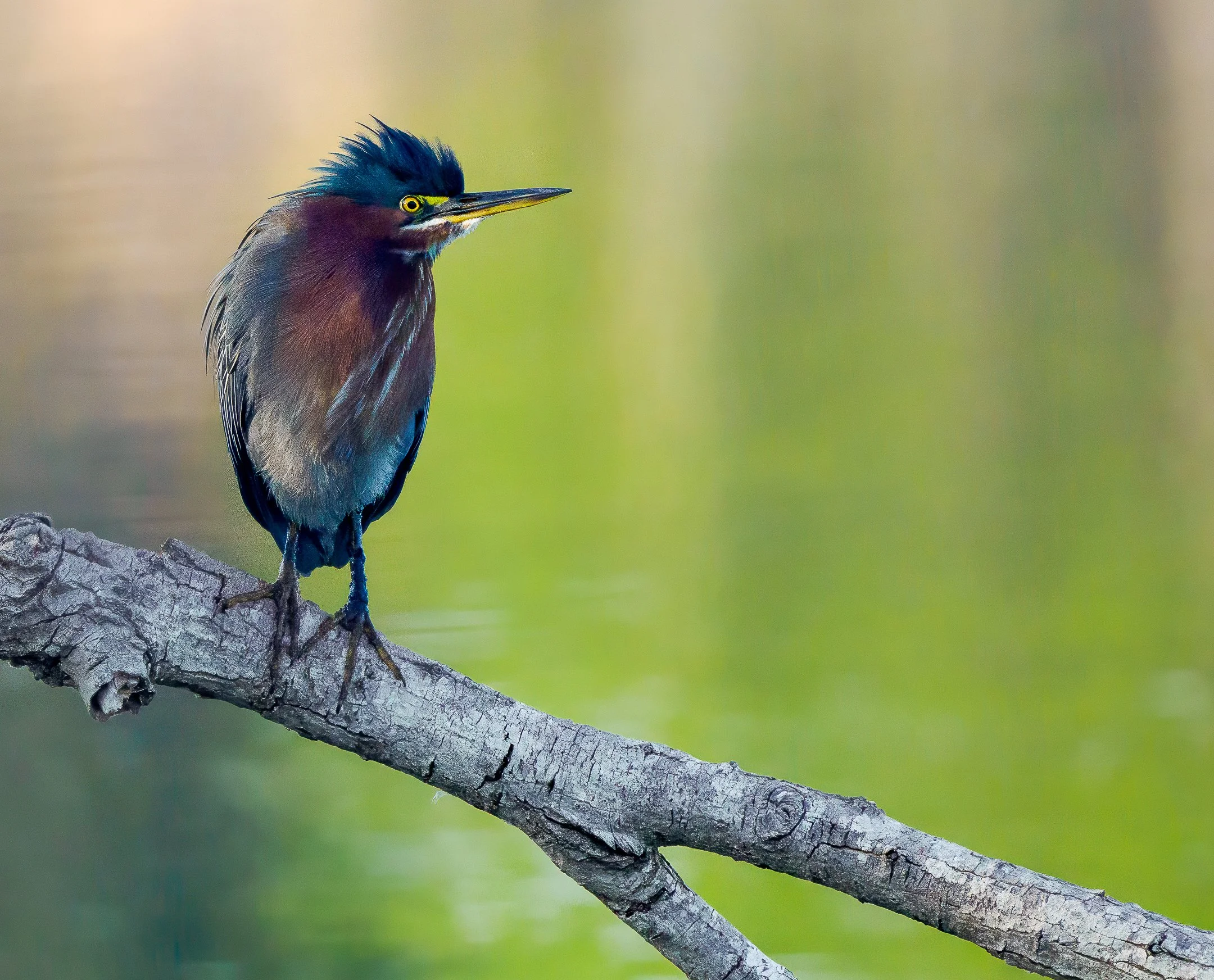 N | Green Heron | Kim Ives | Score: 21