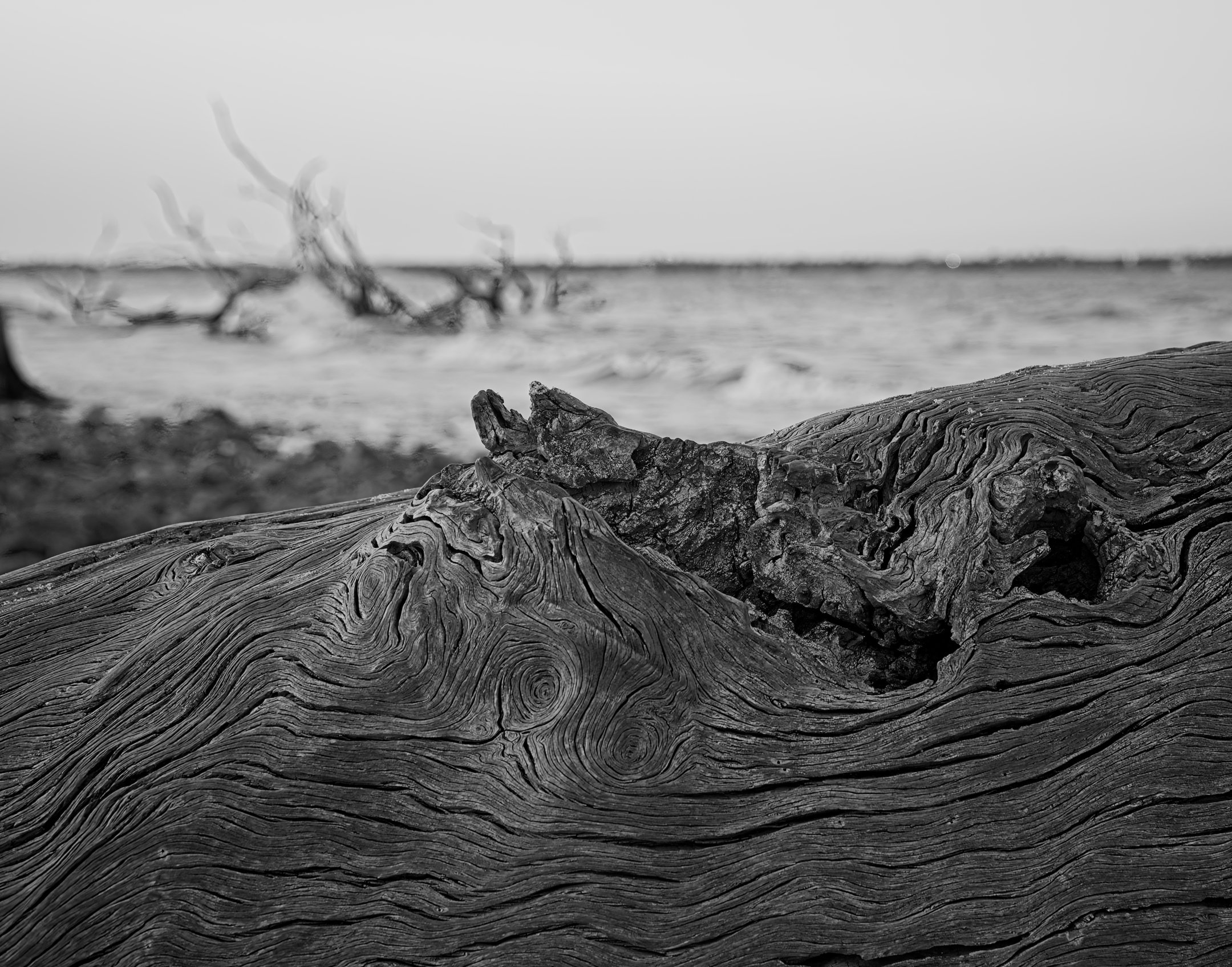 M | Driftwood Perspective-01 | Michael Koole | Score: 12