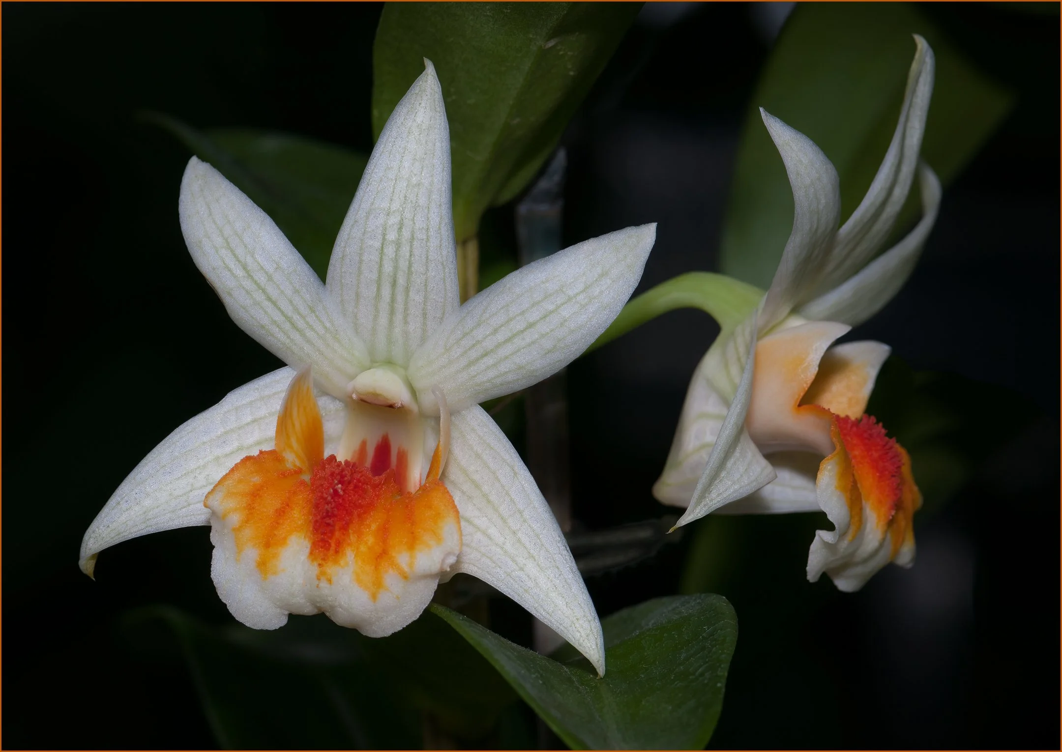 O | Bearded Wonder | Jim Shearer | Score: 13