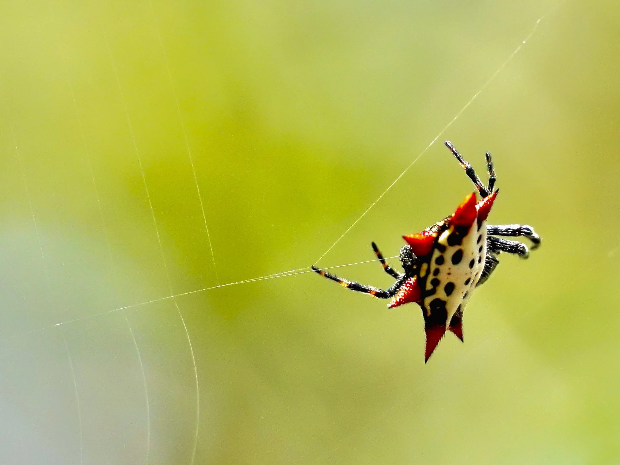 N | Jeweled Weaver At Work | Lori Ryskamp | Score: 12