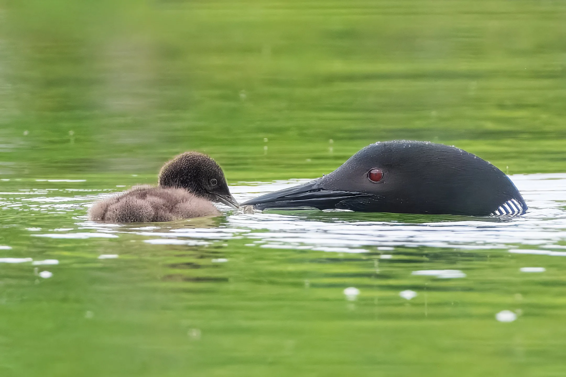 N | Common Loon And Chick | Marty Keirnan | Score: 14