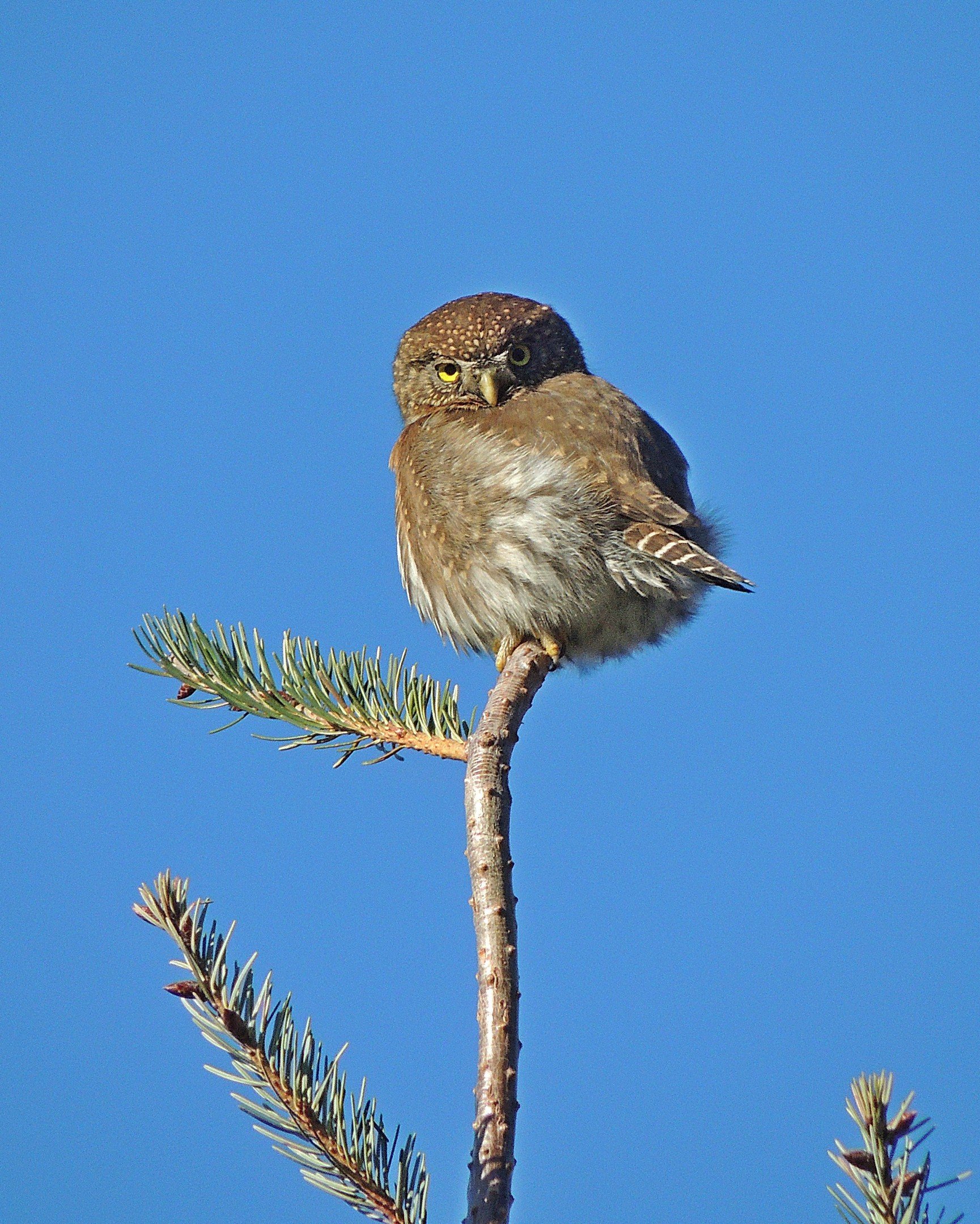 N | Pygmy Owl Stare Down | Lynndy Gibbs | Score: 13