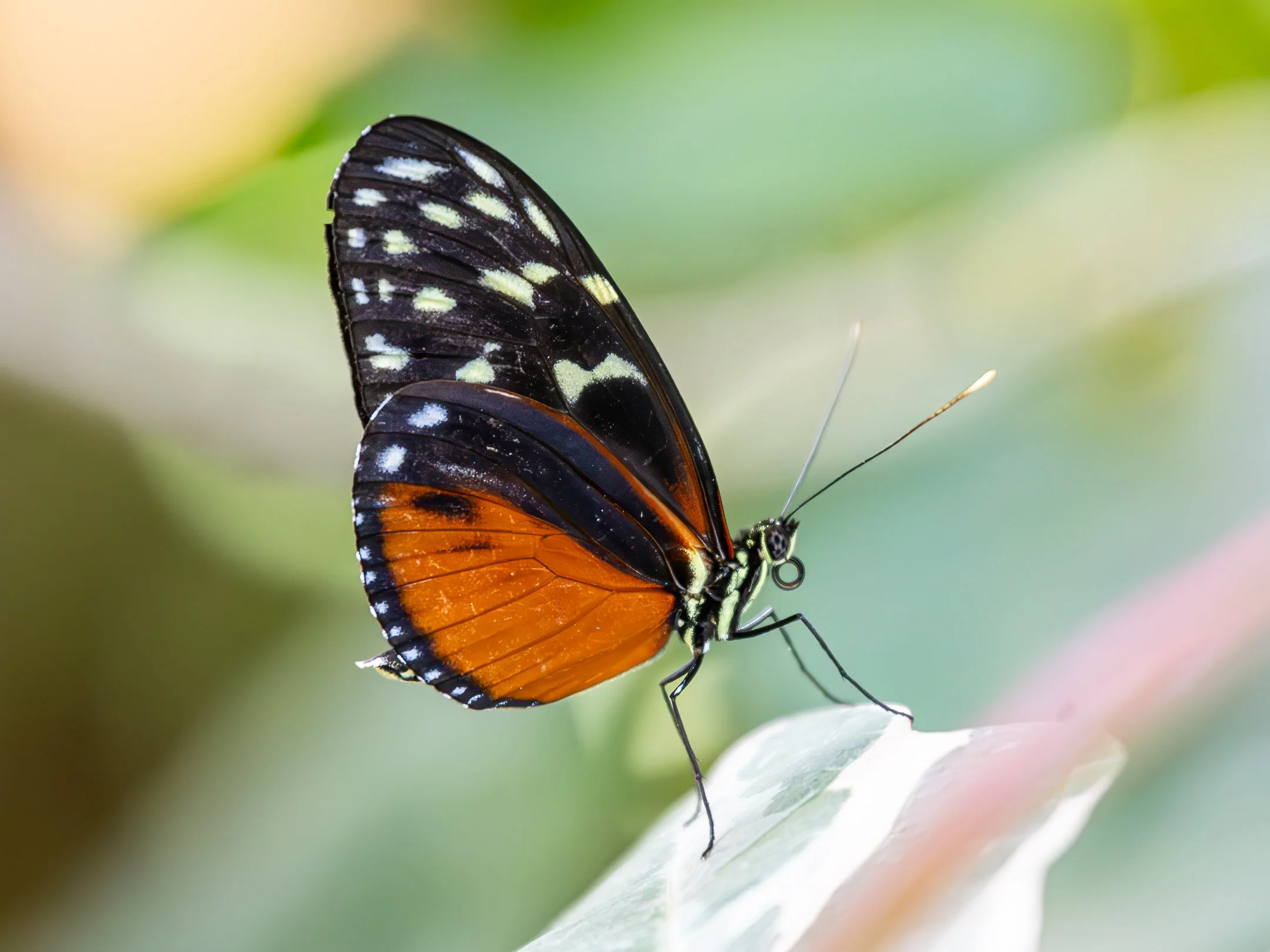 N | Butterfly 3 | Ruth Thornton | Score: 19