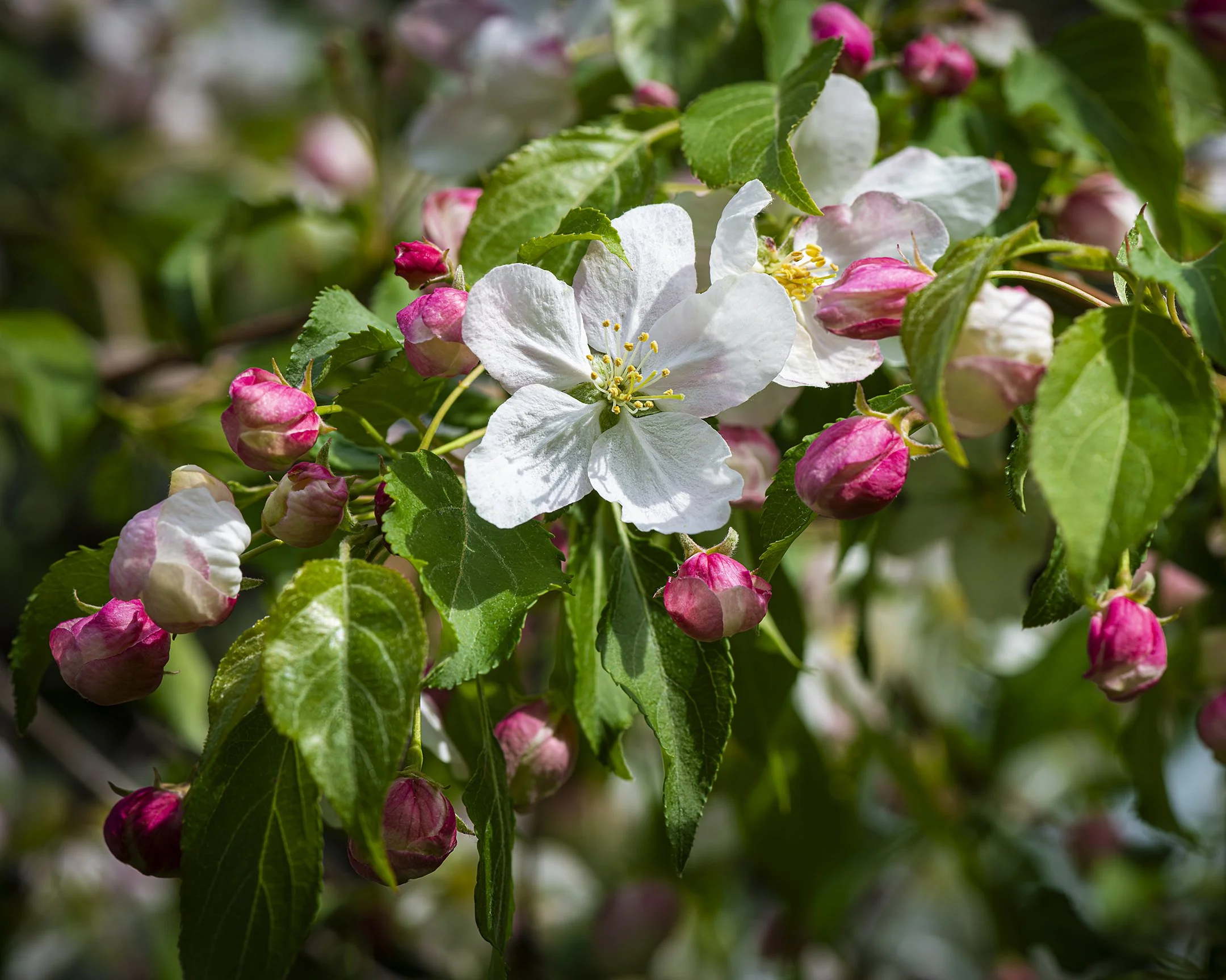 N | Crabapple Splendor | Jack Eichner | Score: 20