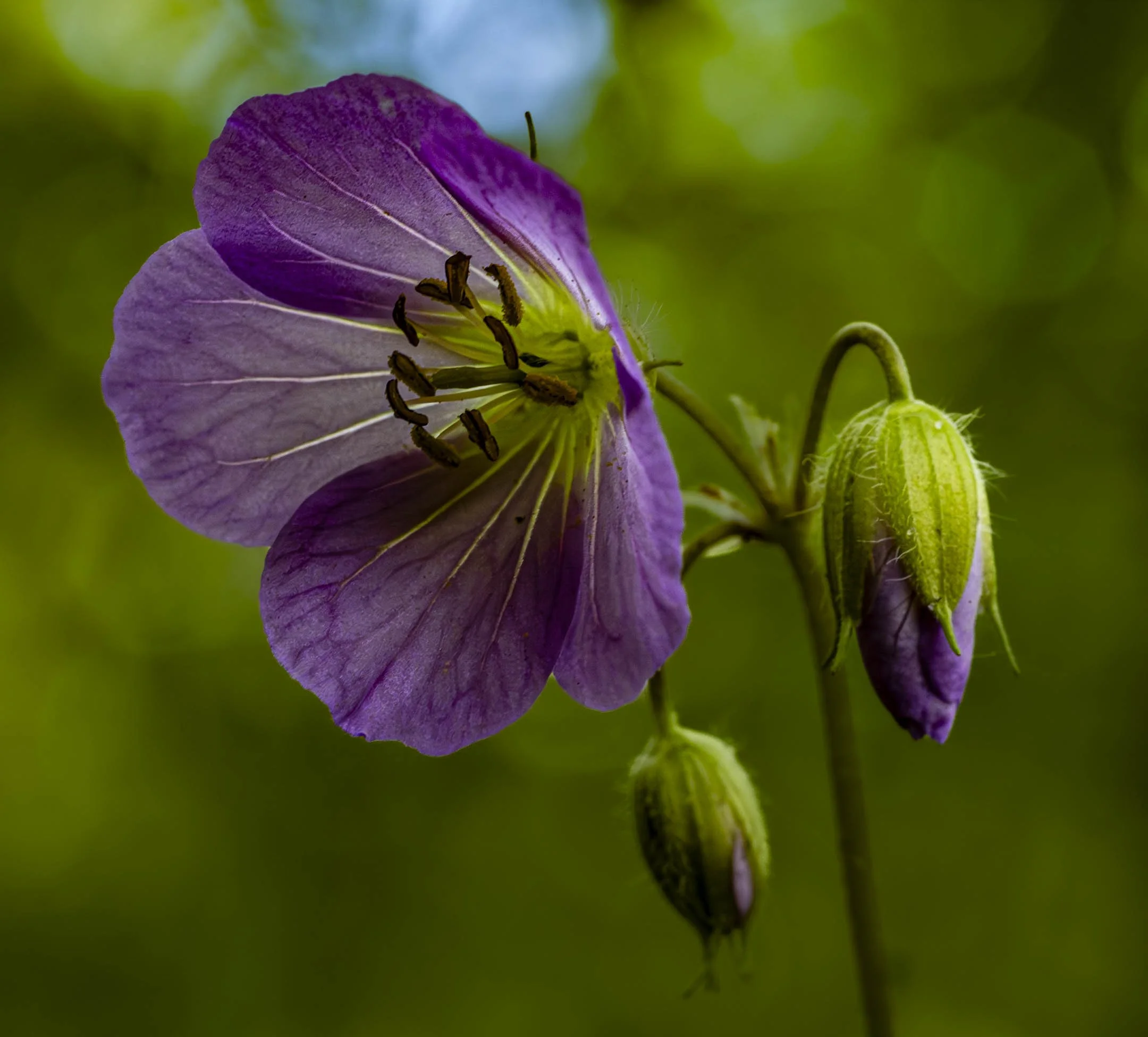 O | Wild Geranium | Dave Mitchell | Score: 17