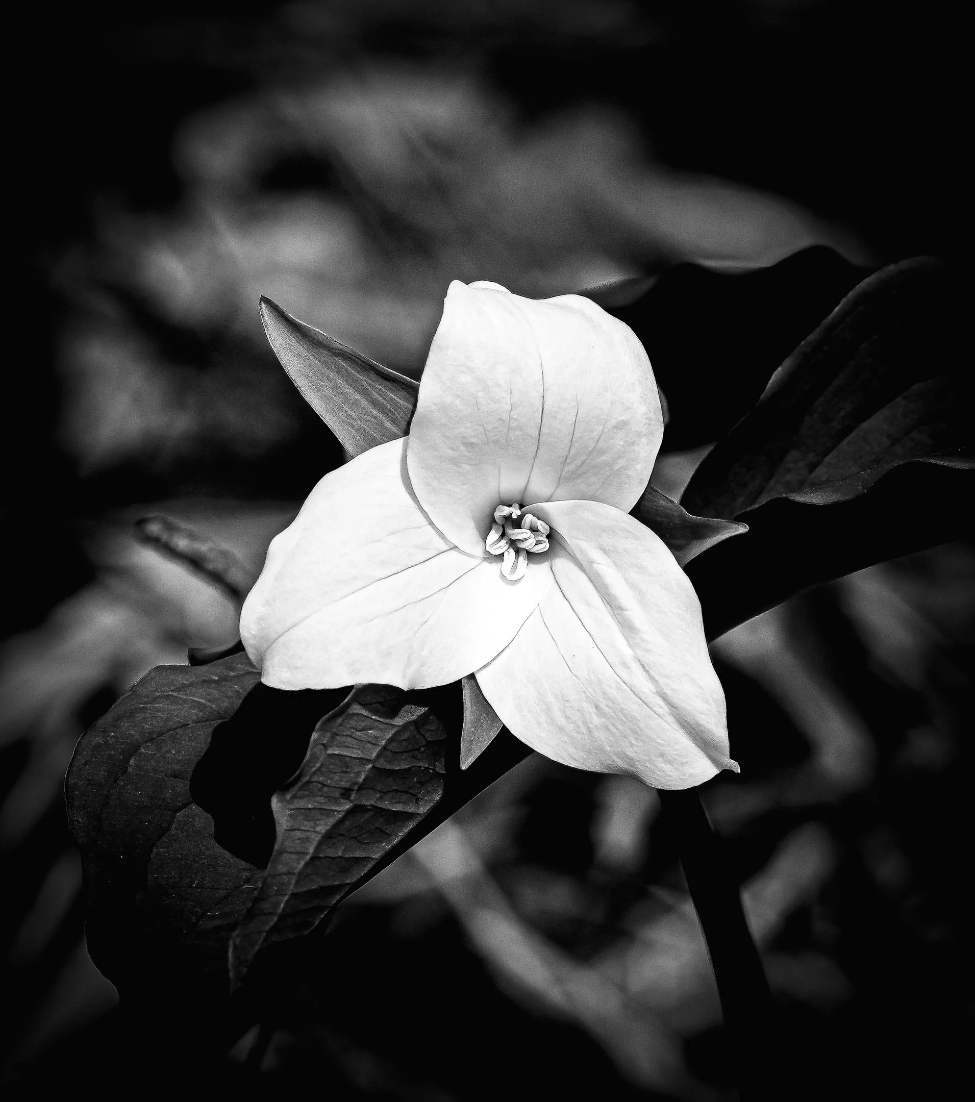 M | Trillium | Mike Bergeon | Score: 20