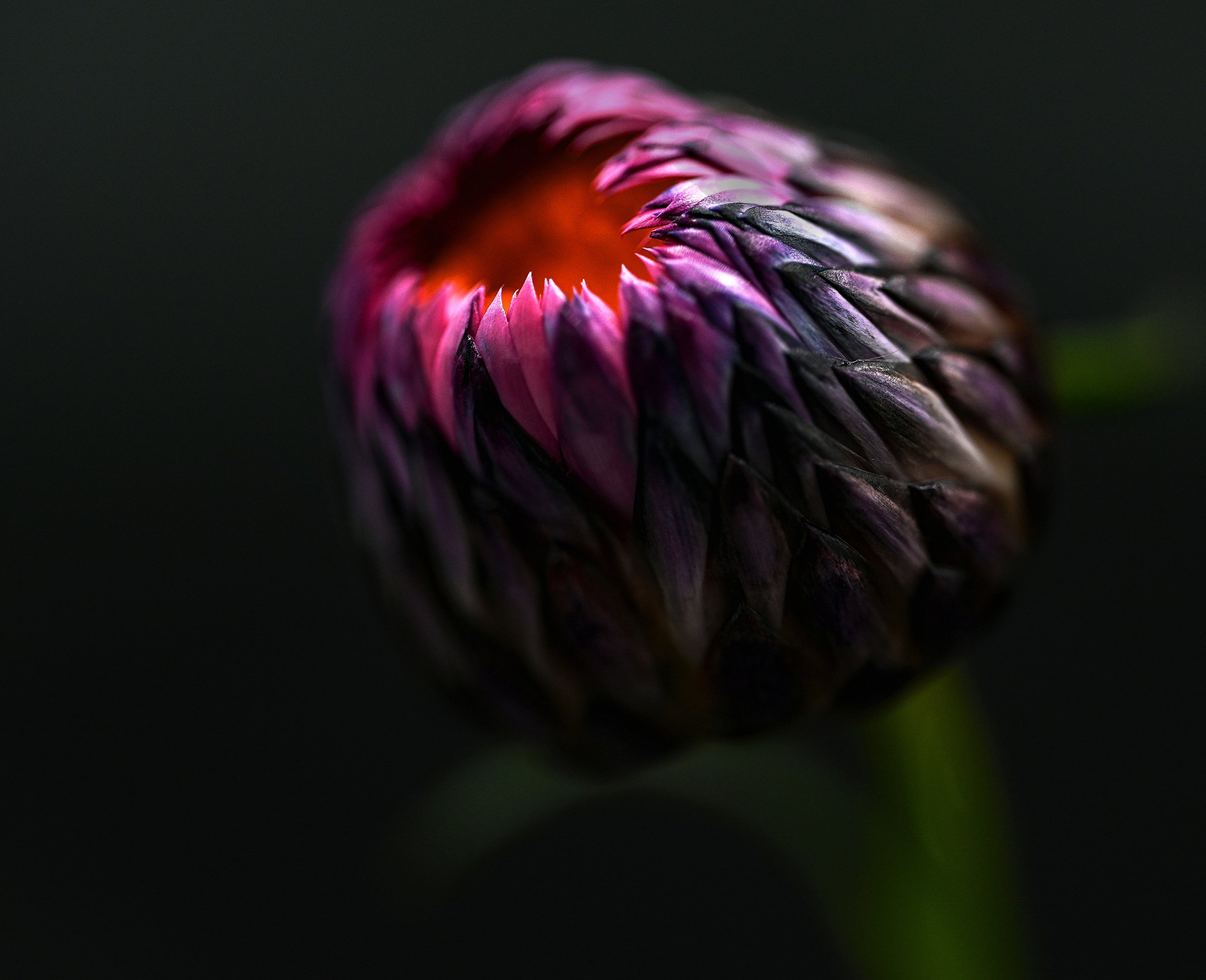 A | Straw Flower | Nancy Patterson | Score: 16