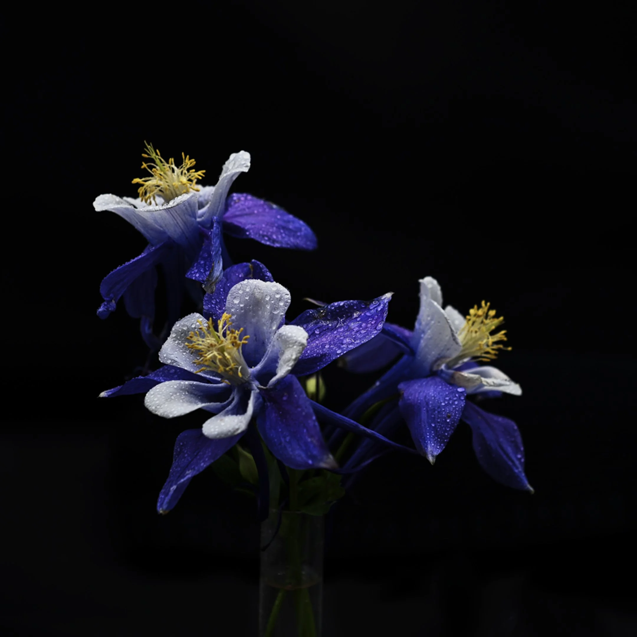 A | Columbine | Nancy Patterson | Score: 14