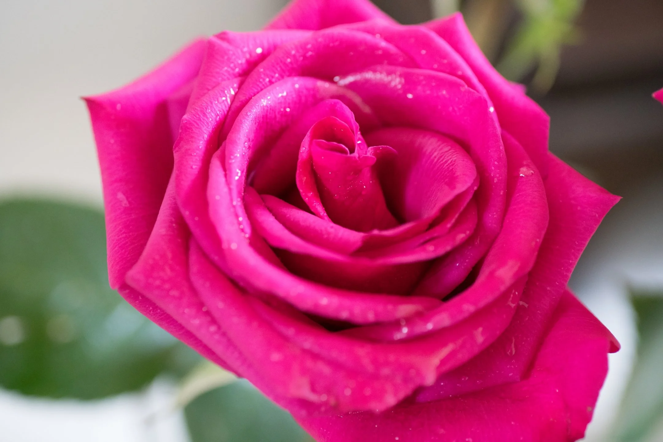 A | Rose | Maddur Badarinath | Score: 12