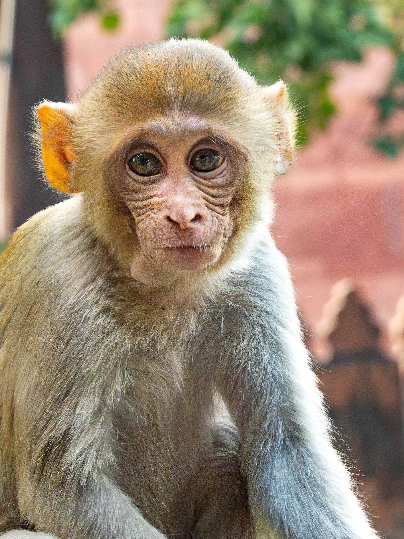 O | India Monkey | Kathy Kendall | Score: 19
