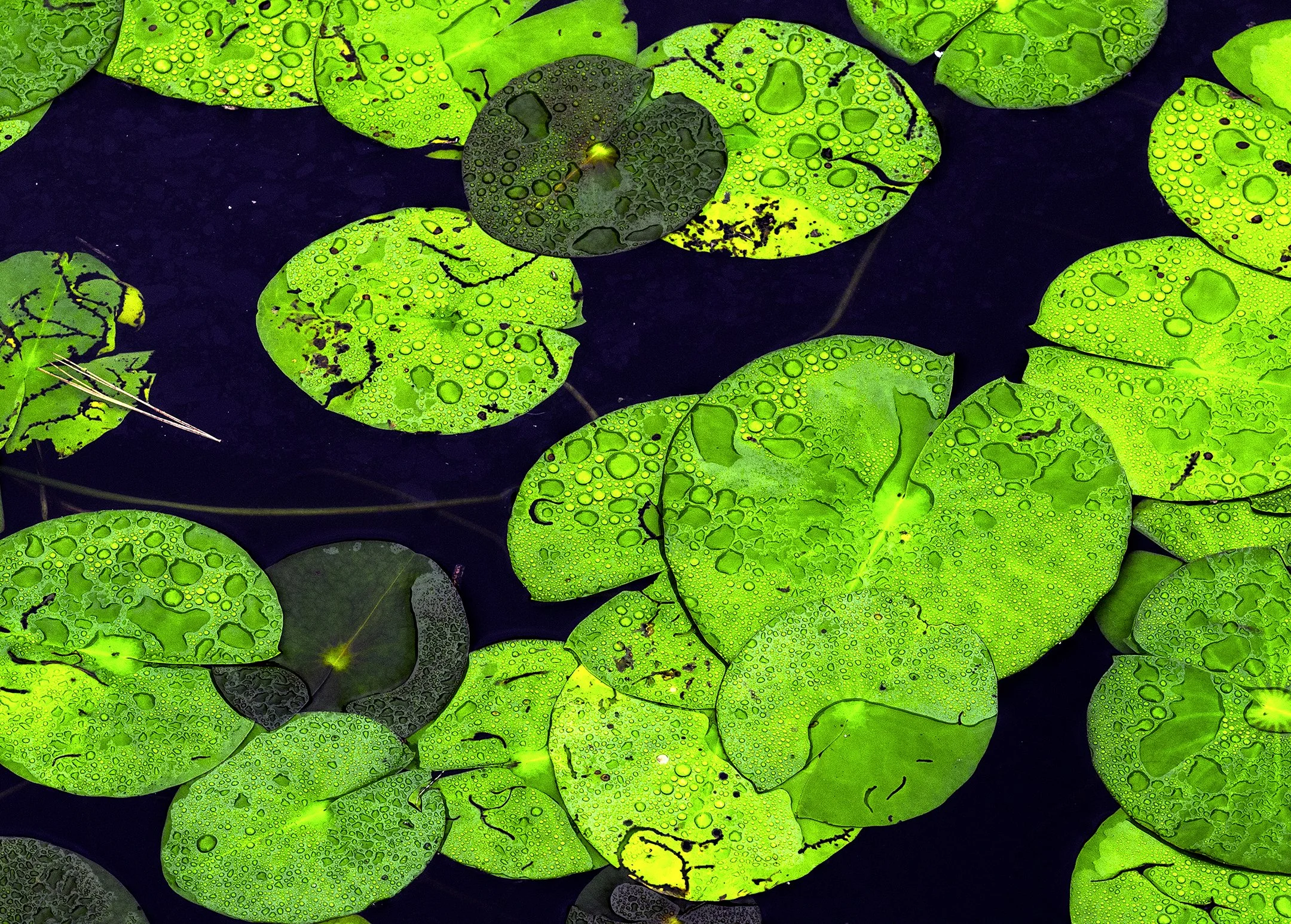 O | Lily Pads | Mike Mitchell | Score: 21