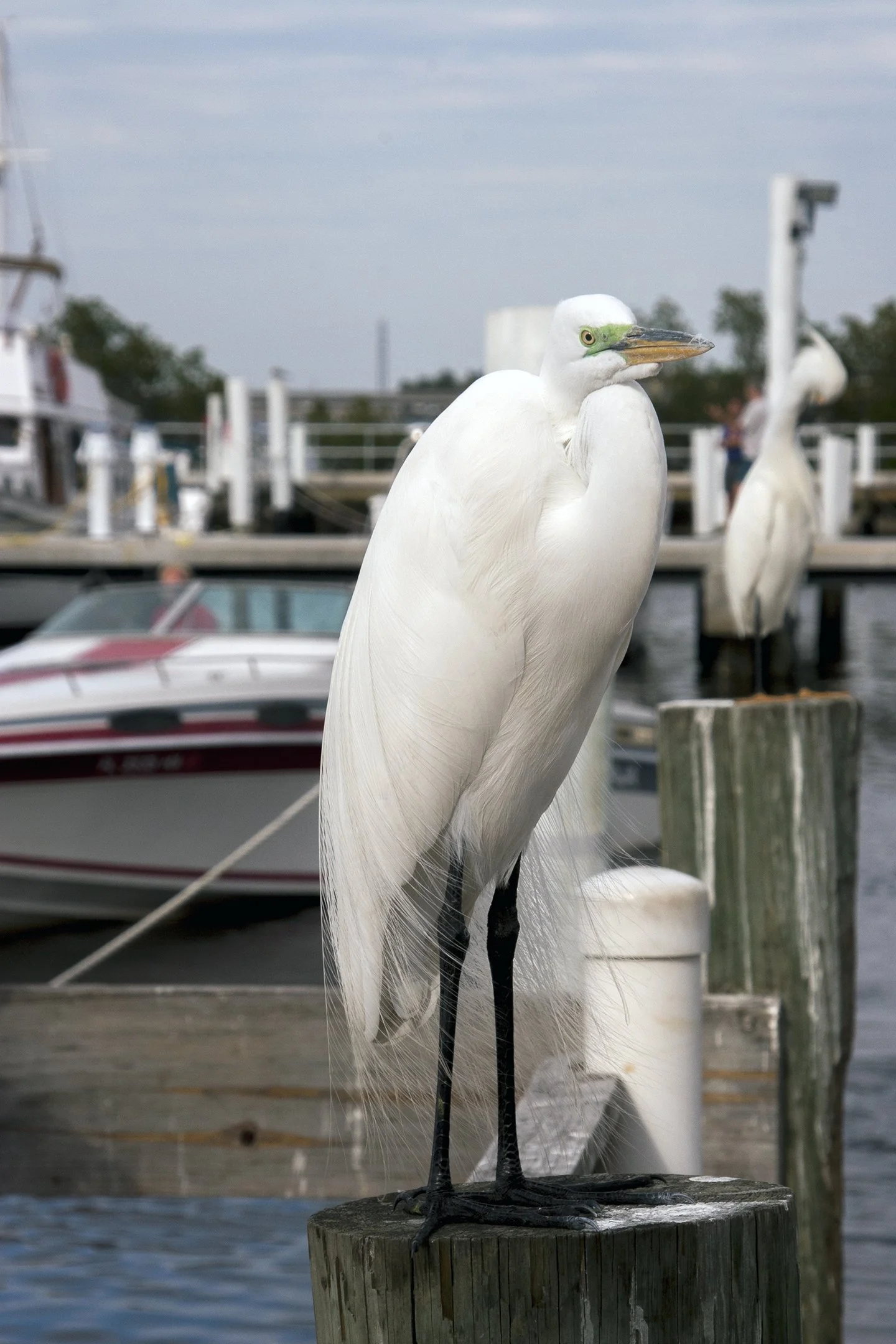 C | Great Egret | Roger Fry | Score: 11