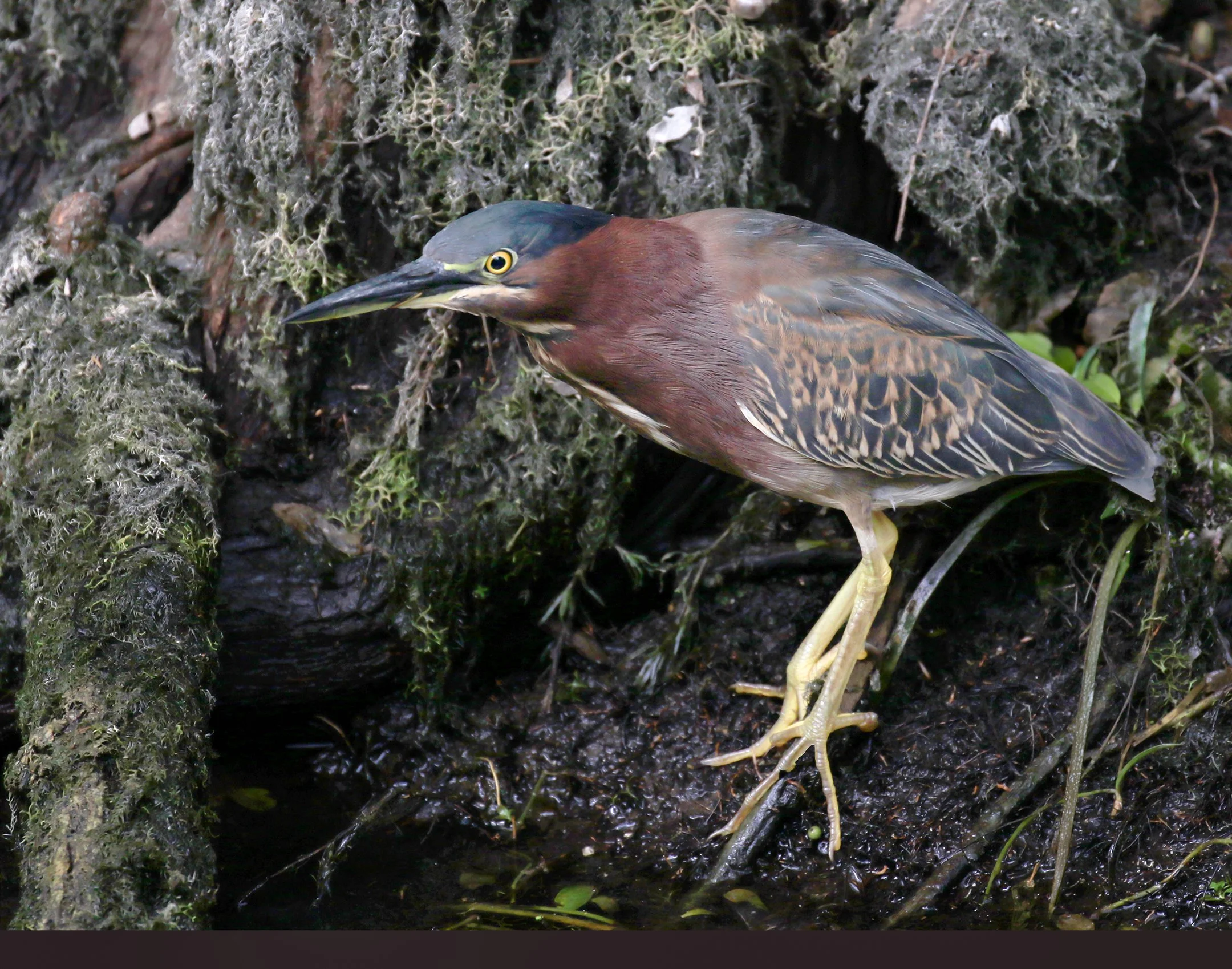 N | Green Heron | Della Landheer | Score: 17