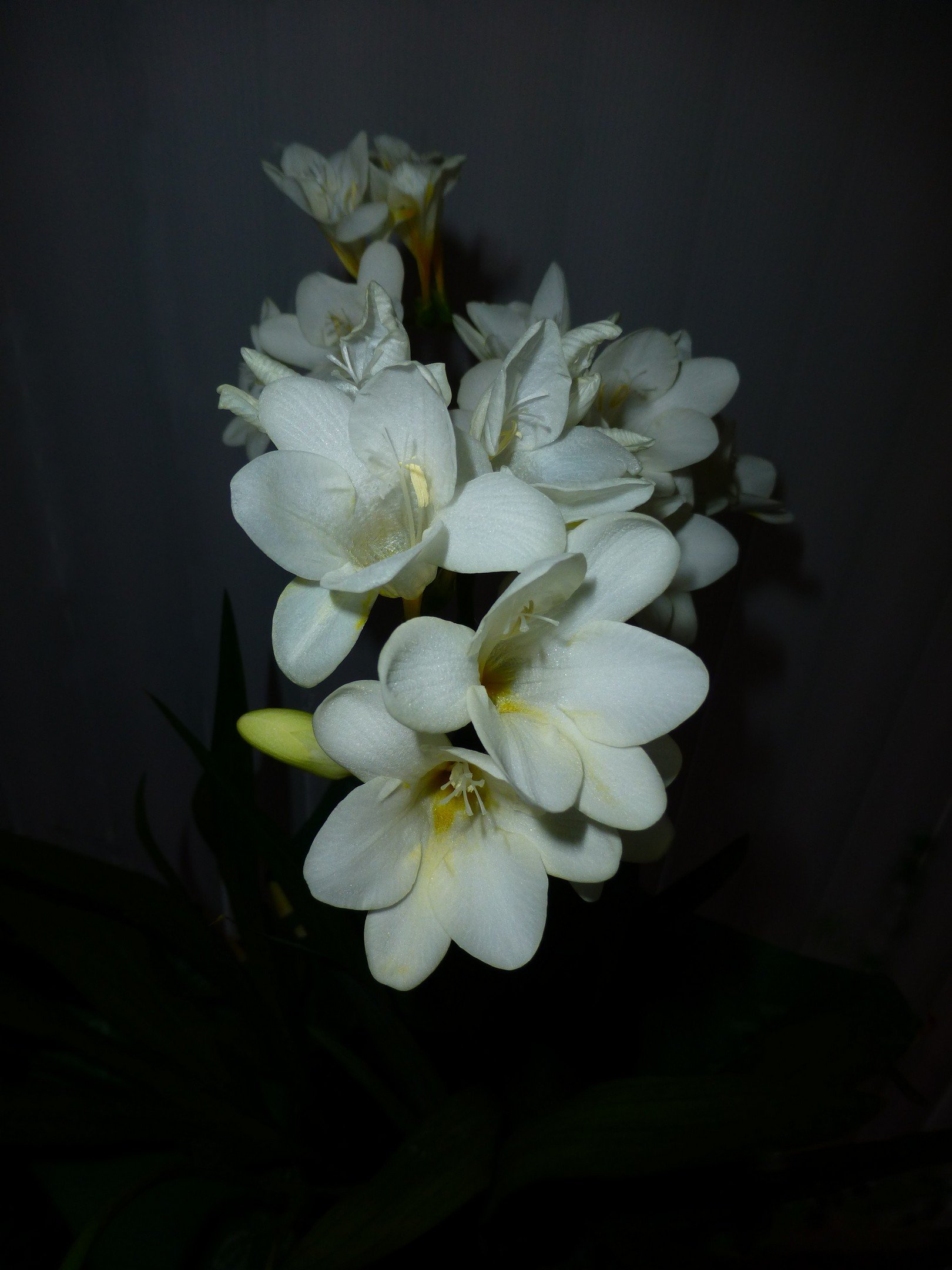 O | Freesia Flash | Lynndy Gibbs | Score: 10