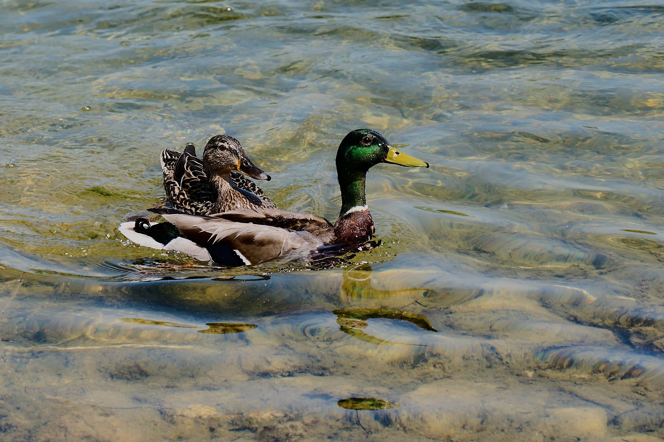 N | Mallard Pair | James Zeman | Score: 14