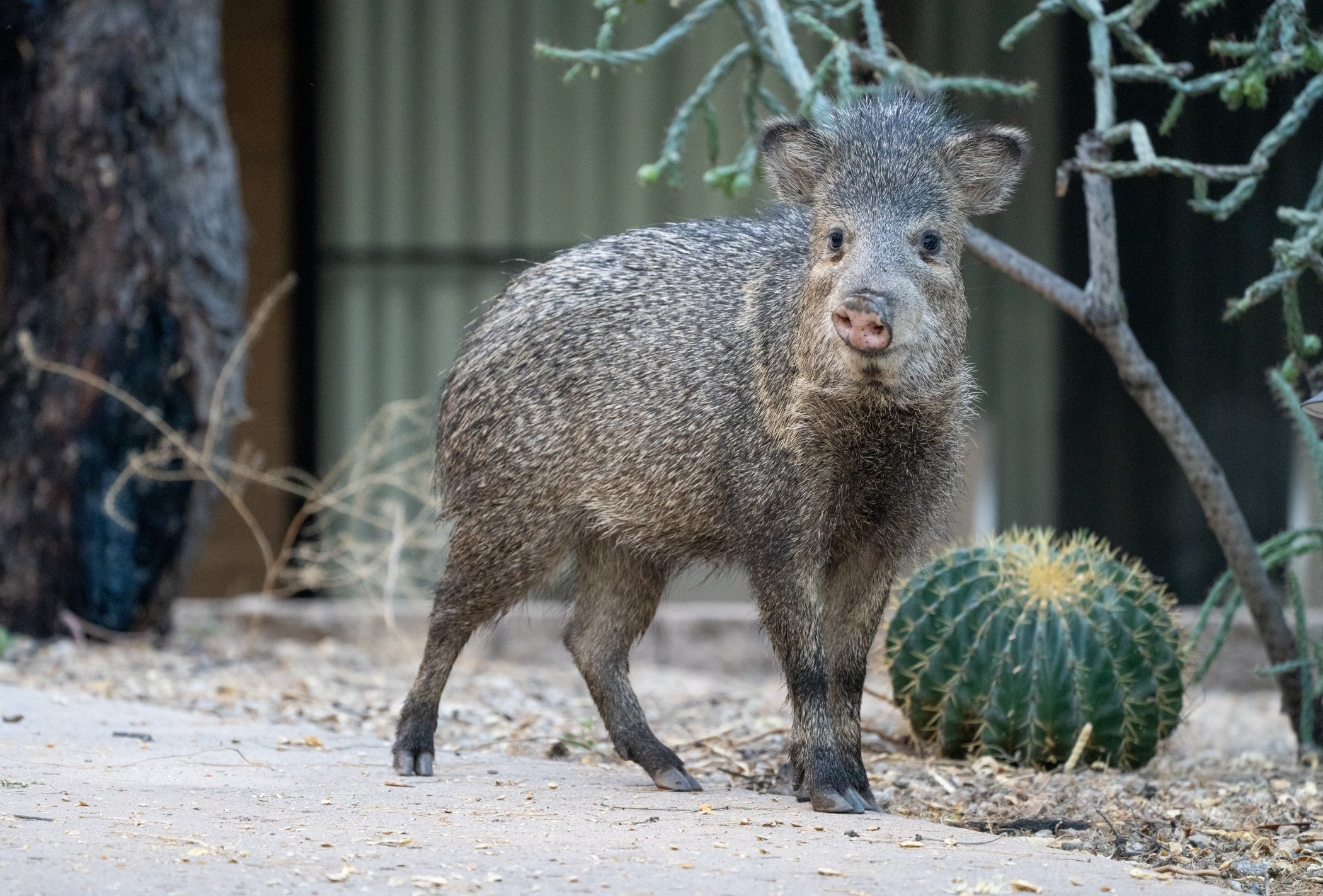 A | Boar | Maddur Badarinath | Score: 11