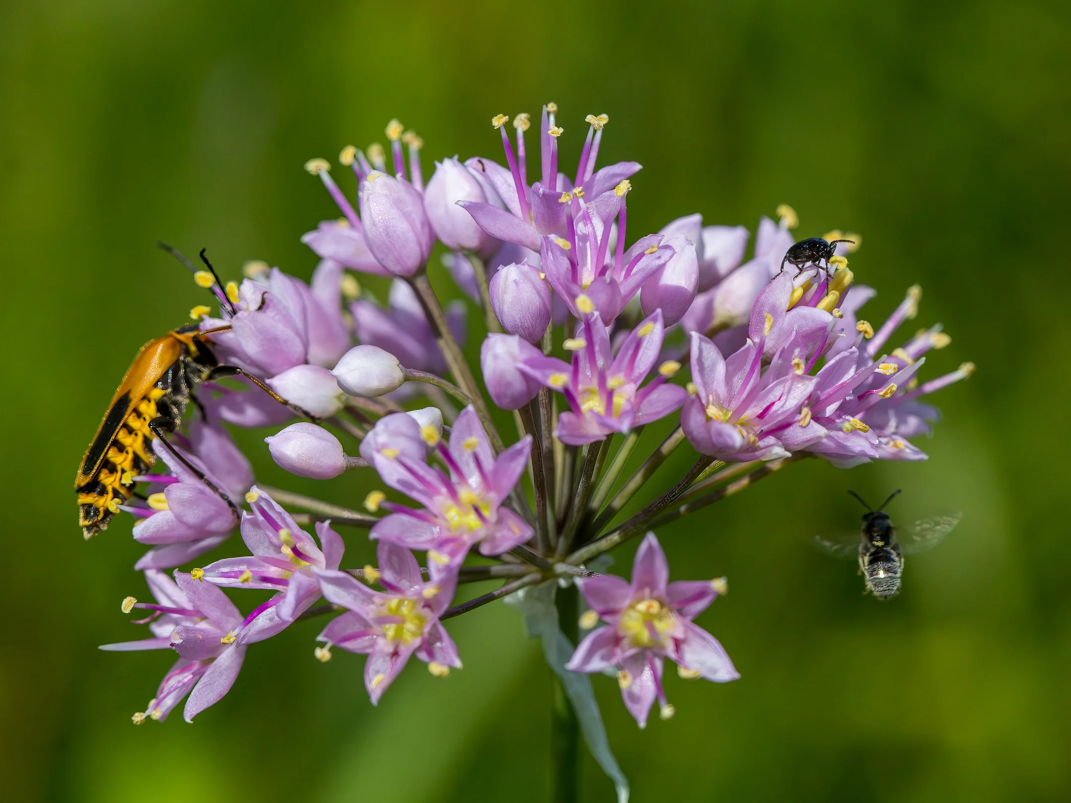 A | Insect Life | Ruth Thornton | Score: 15