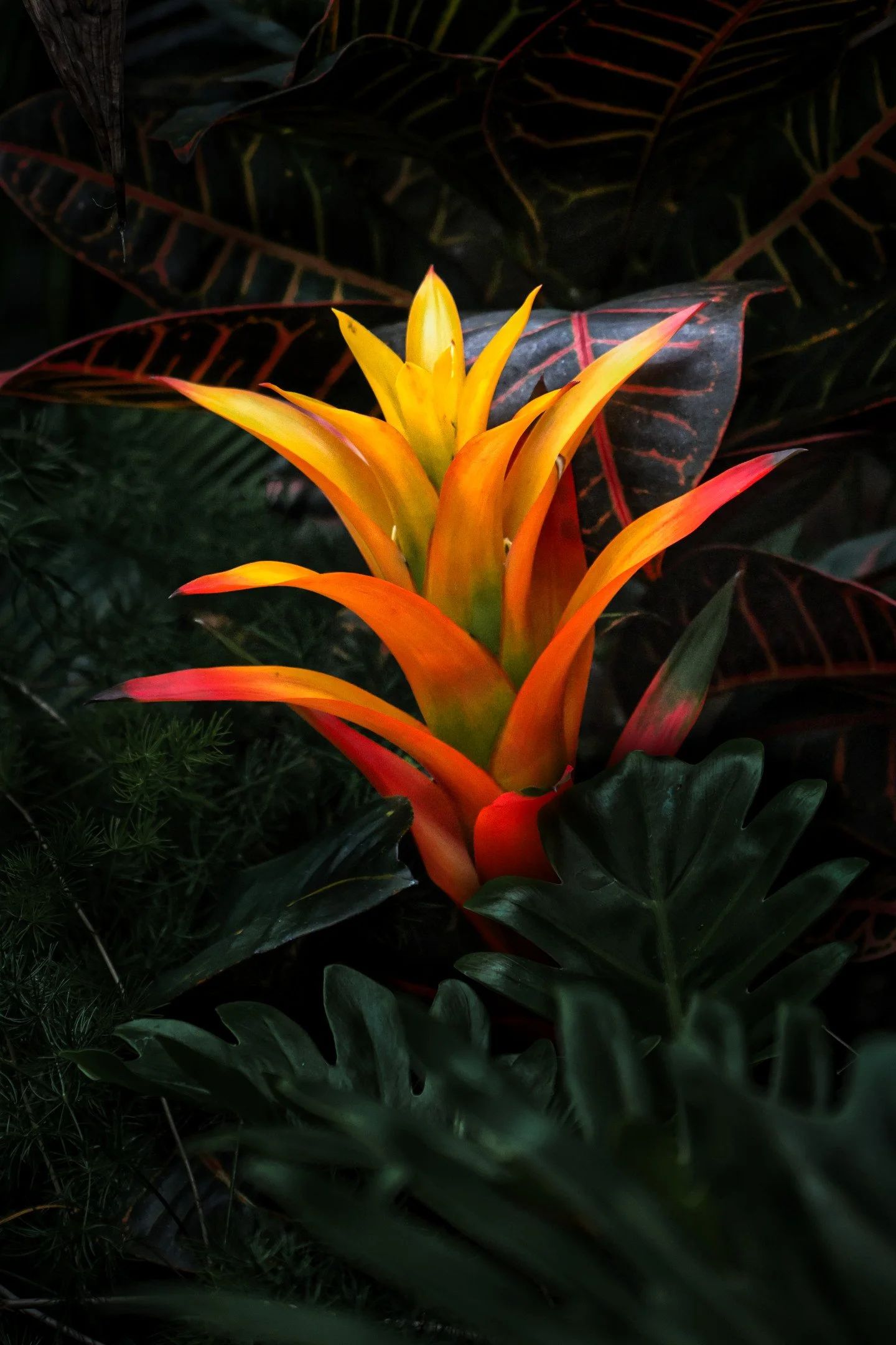 O | Botanical Fire | Larry Howard | Score: 17