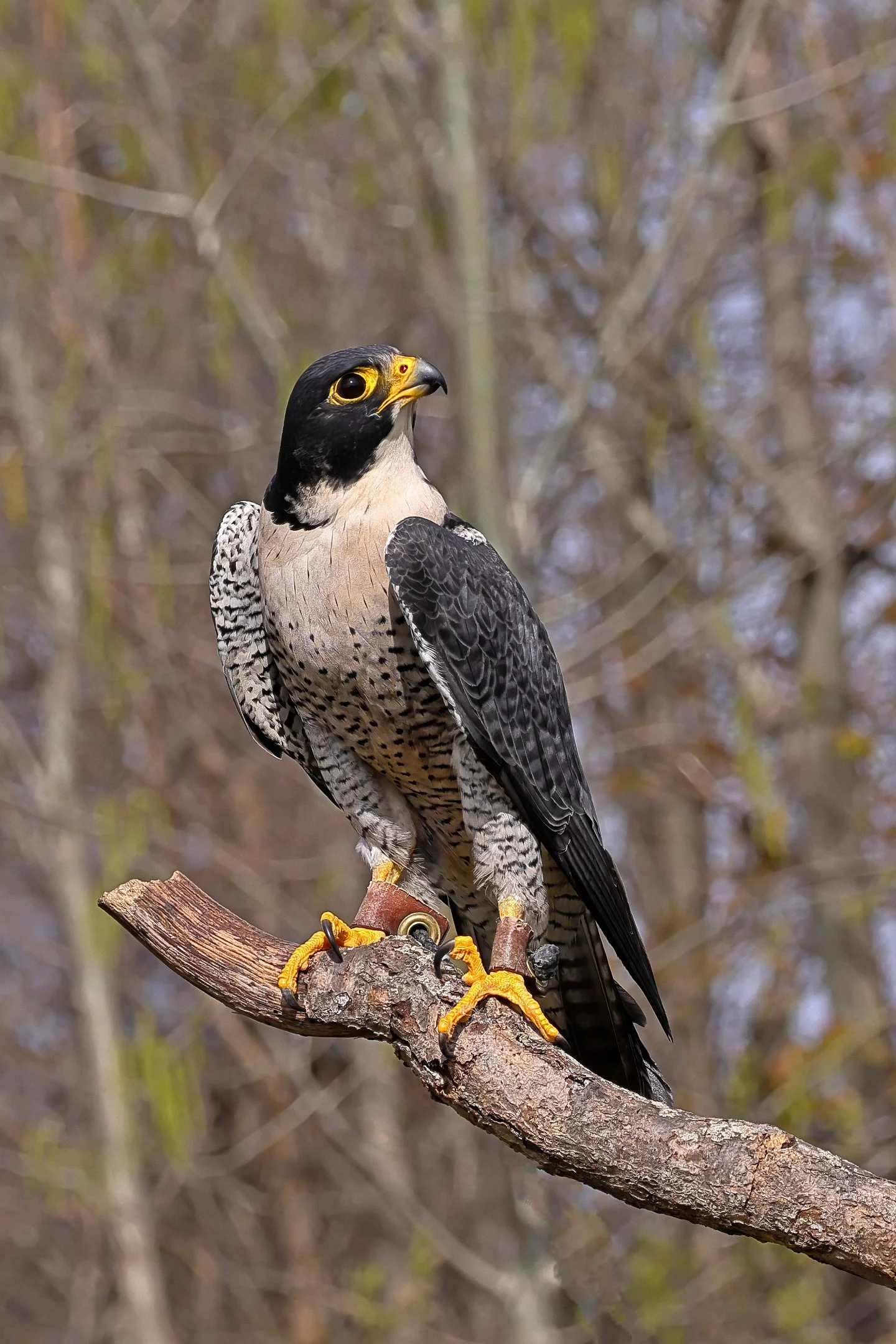 O | Peregrine Falcon | Larry Howard | Score: 18
