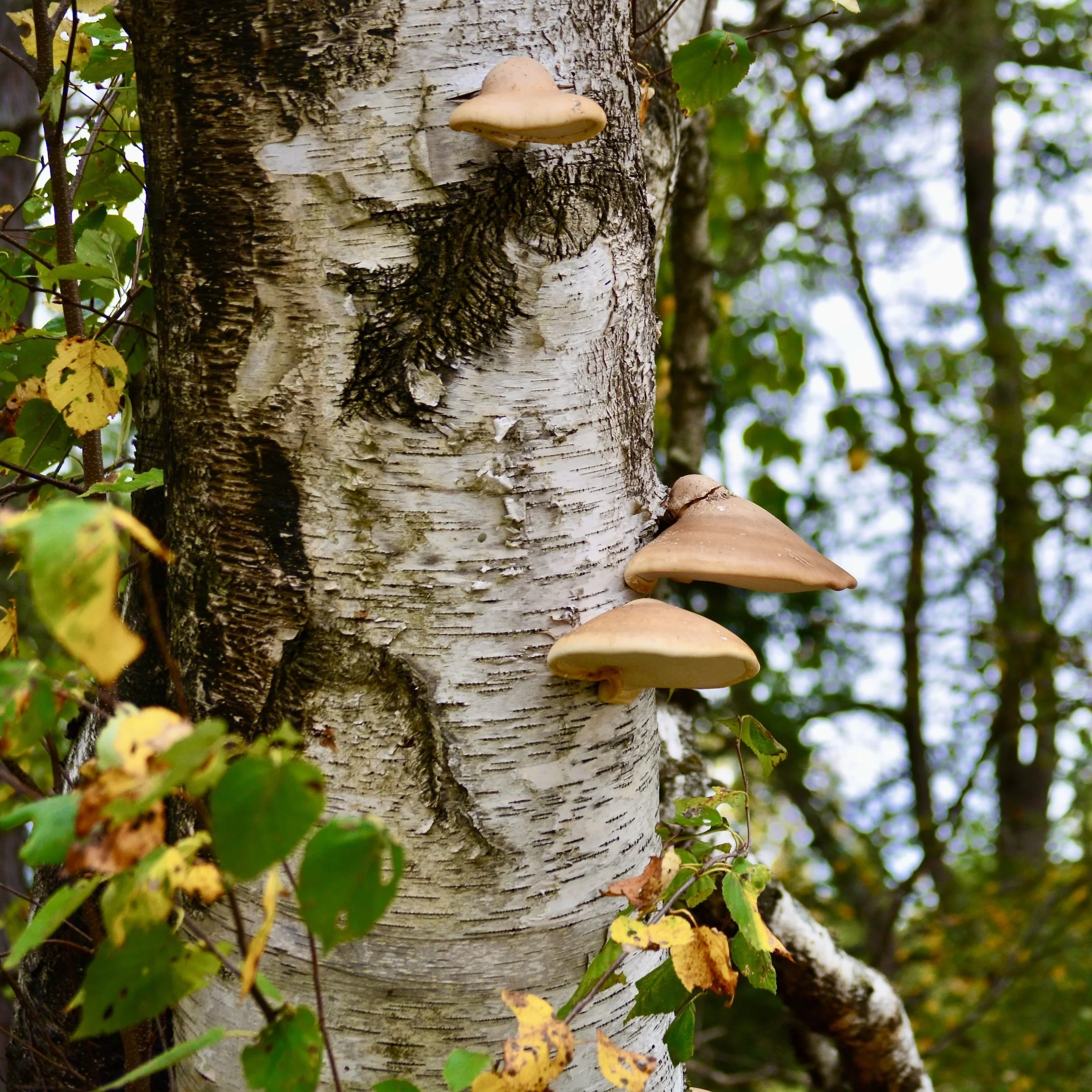 N | Feeling Shroomy | Todd Harbin | Score: 12