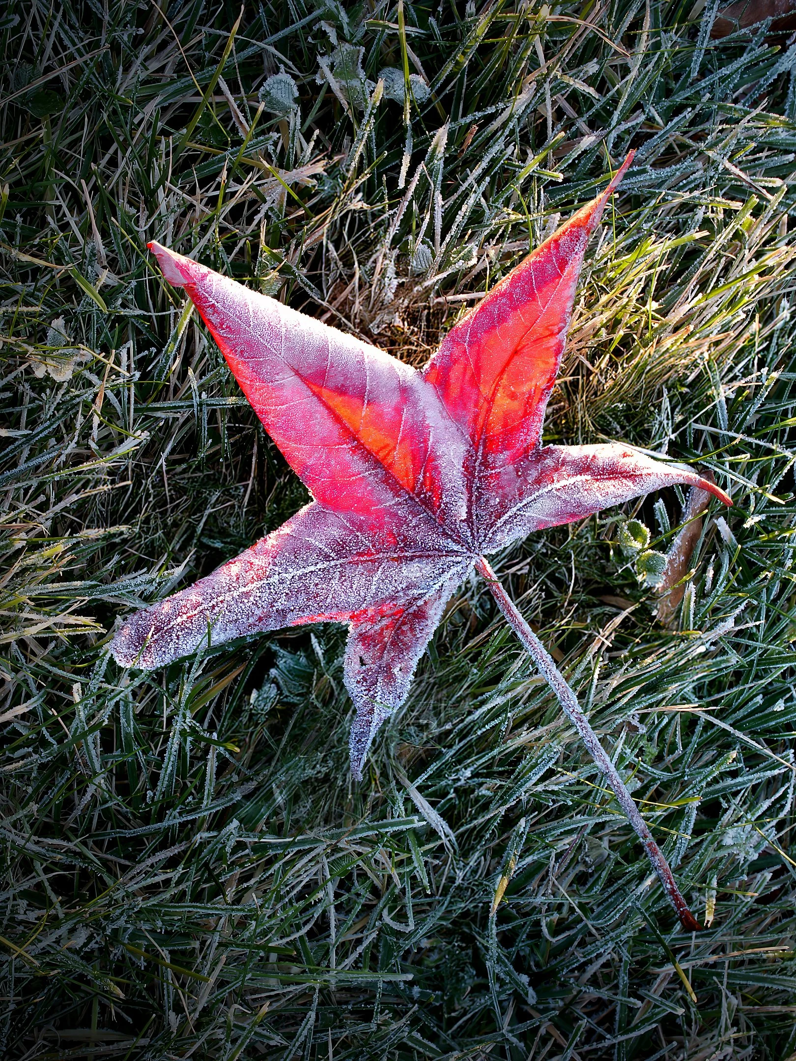 N | Frosted Morning Leaf | Randy Nyhof | Score: 13
