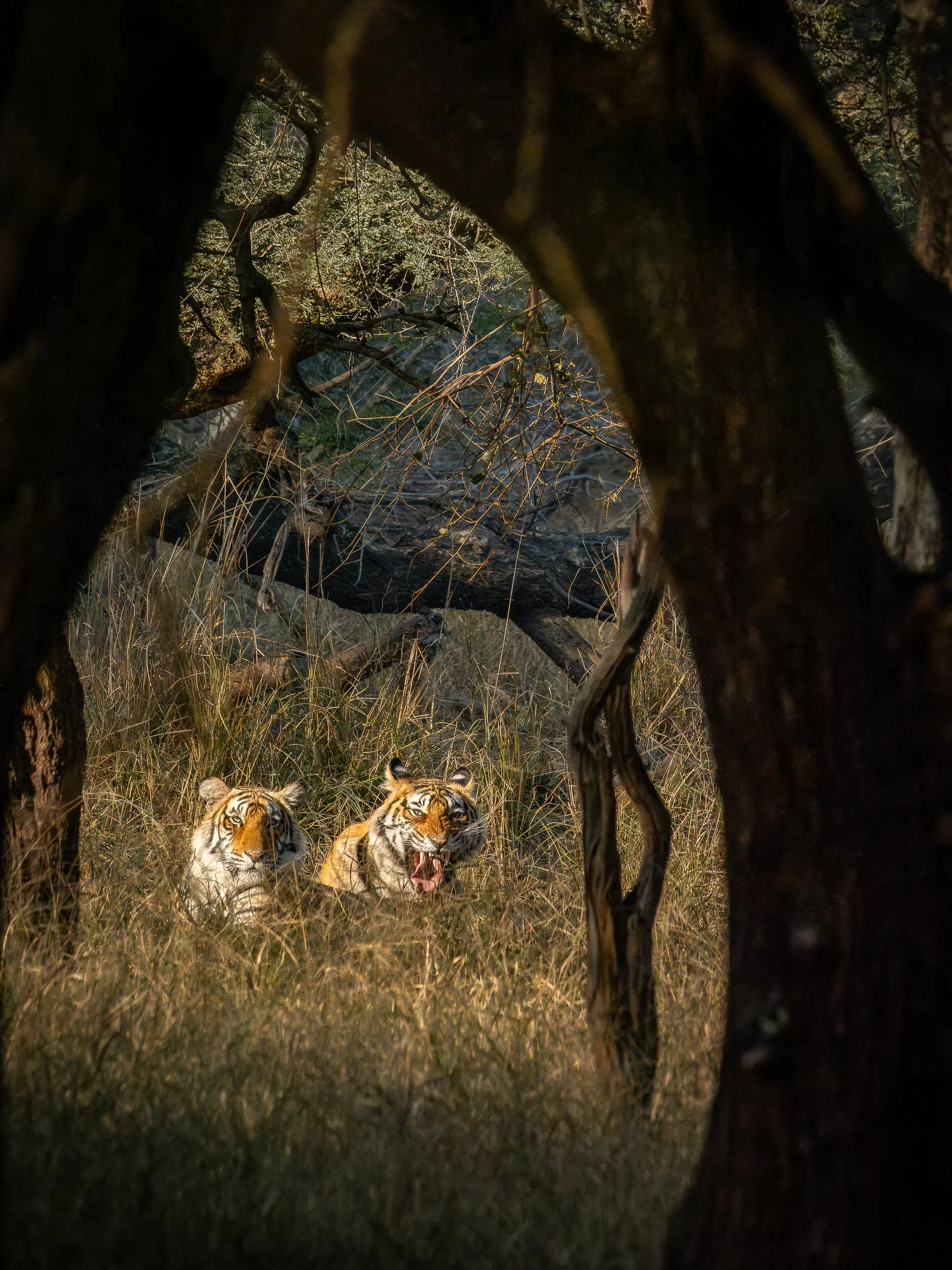 N | India Tigers | Kathy Kendall | Score: 20