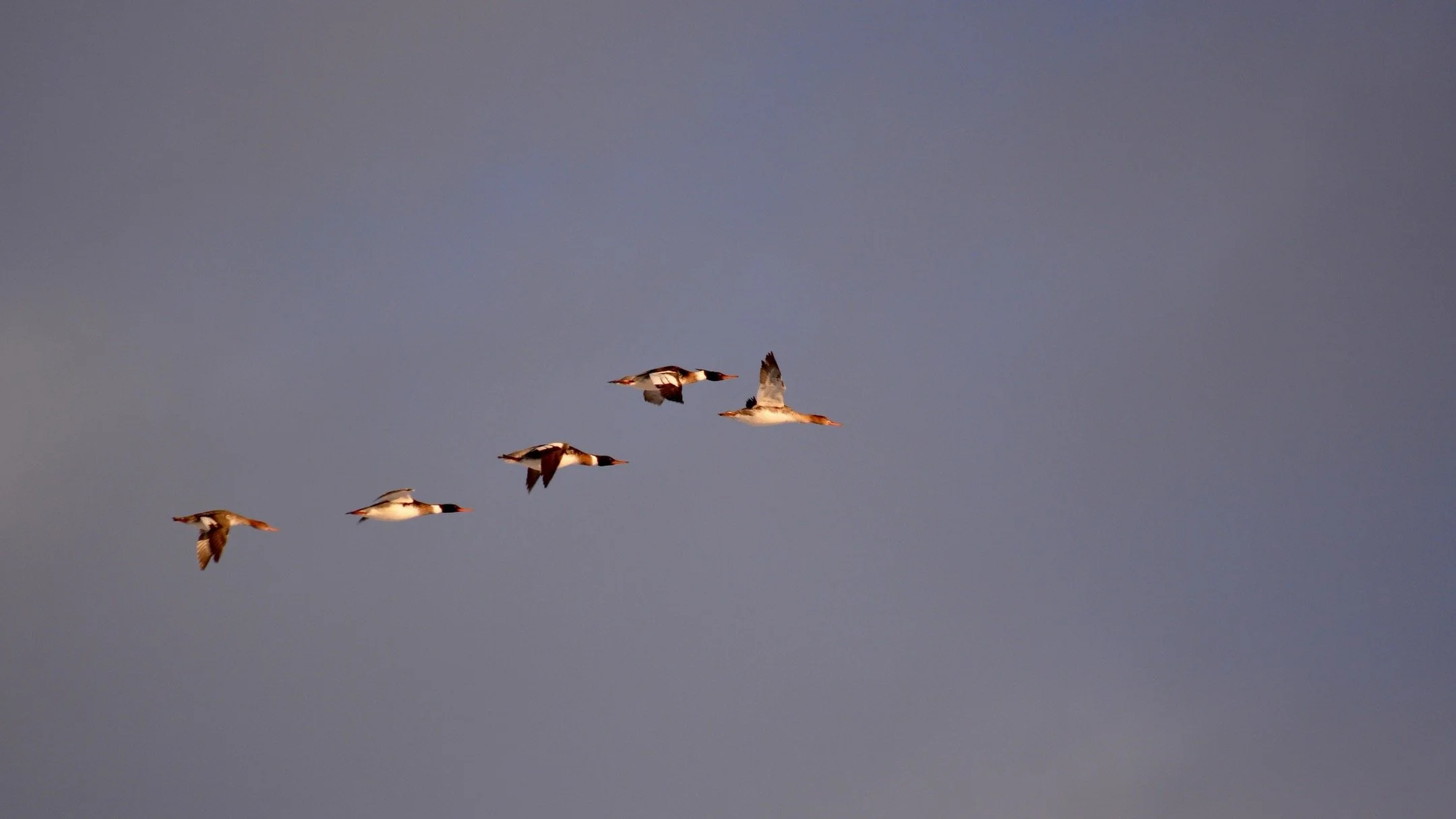 N | Ducks In the AM | Todd Harbin | Score: 17