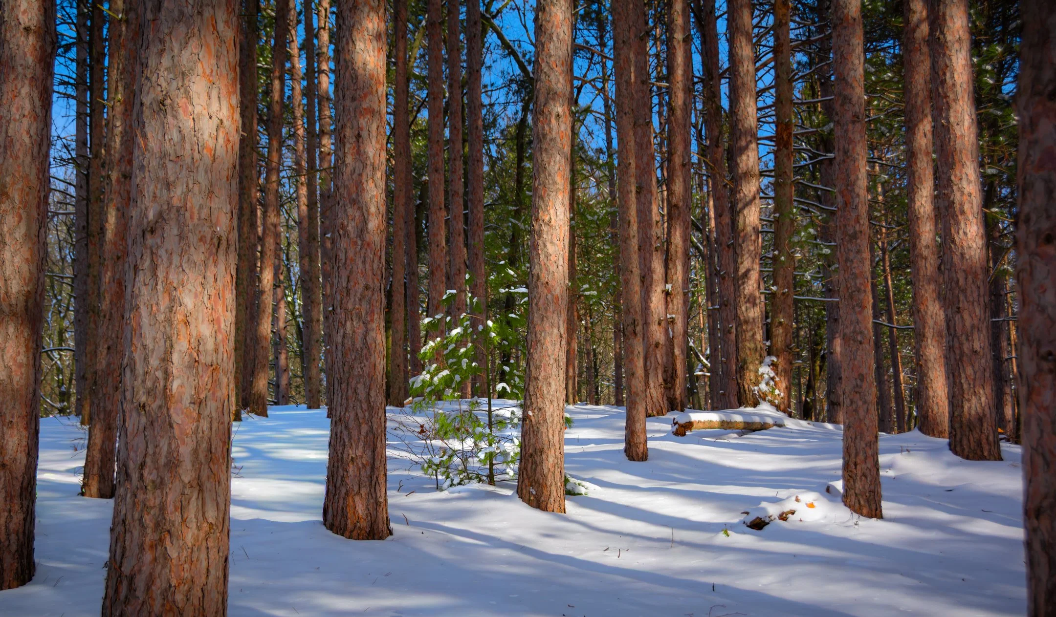 O | Here's to Great Winter | Gary Kirfman | Score: 12