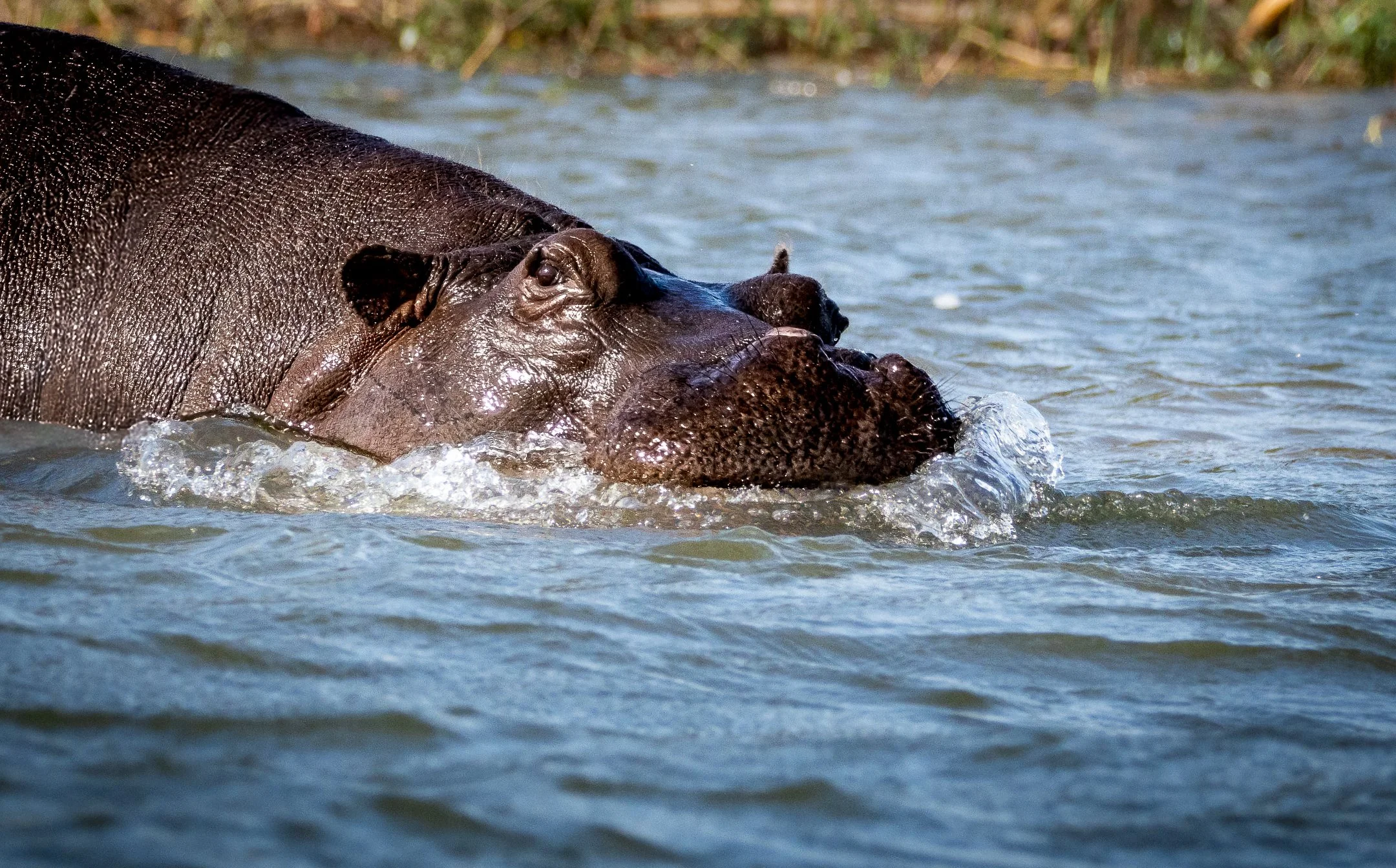 N | Hippo Bubbles | Kathy Kendall | Score: 18