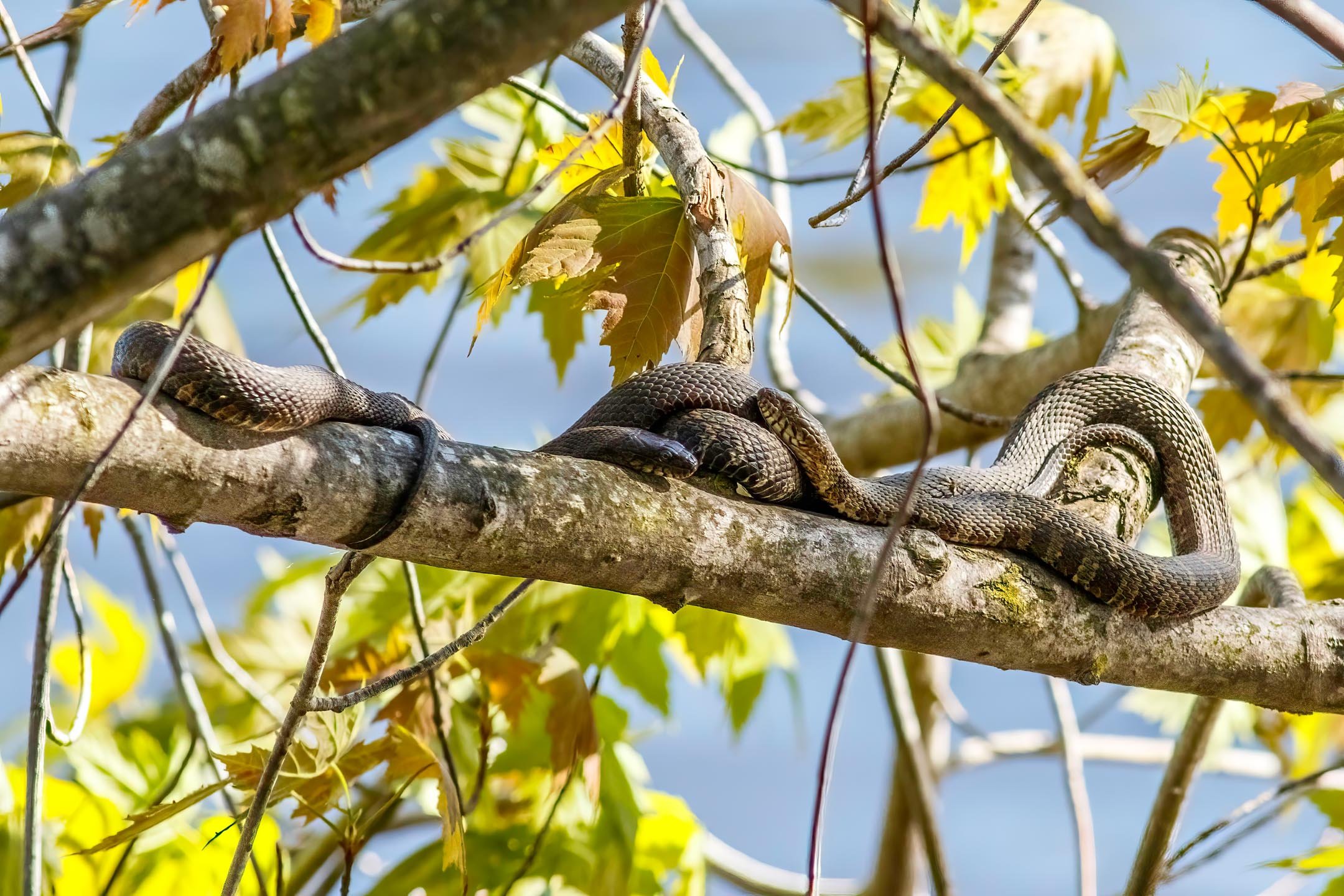 N | Snakes Hookup | Mike Bergeon | Score: 11
