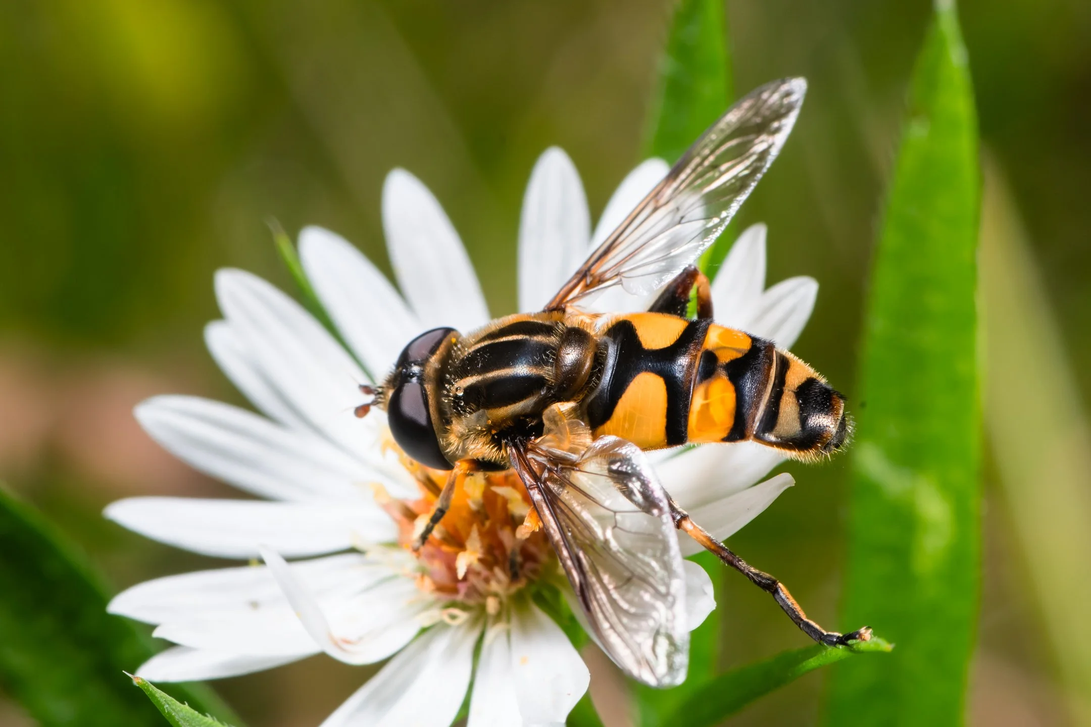 A | Marsh Fly On Aster | Marty Keirnan | Score: 17