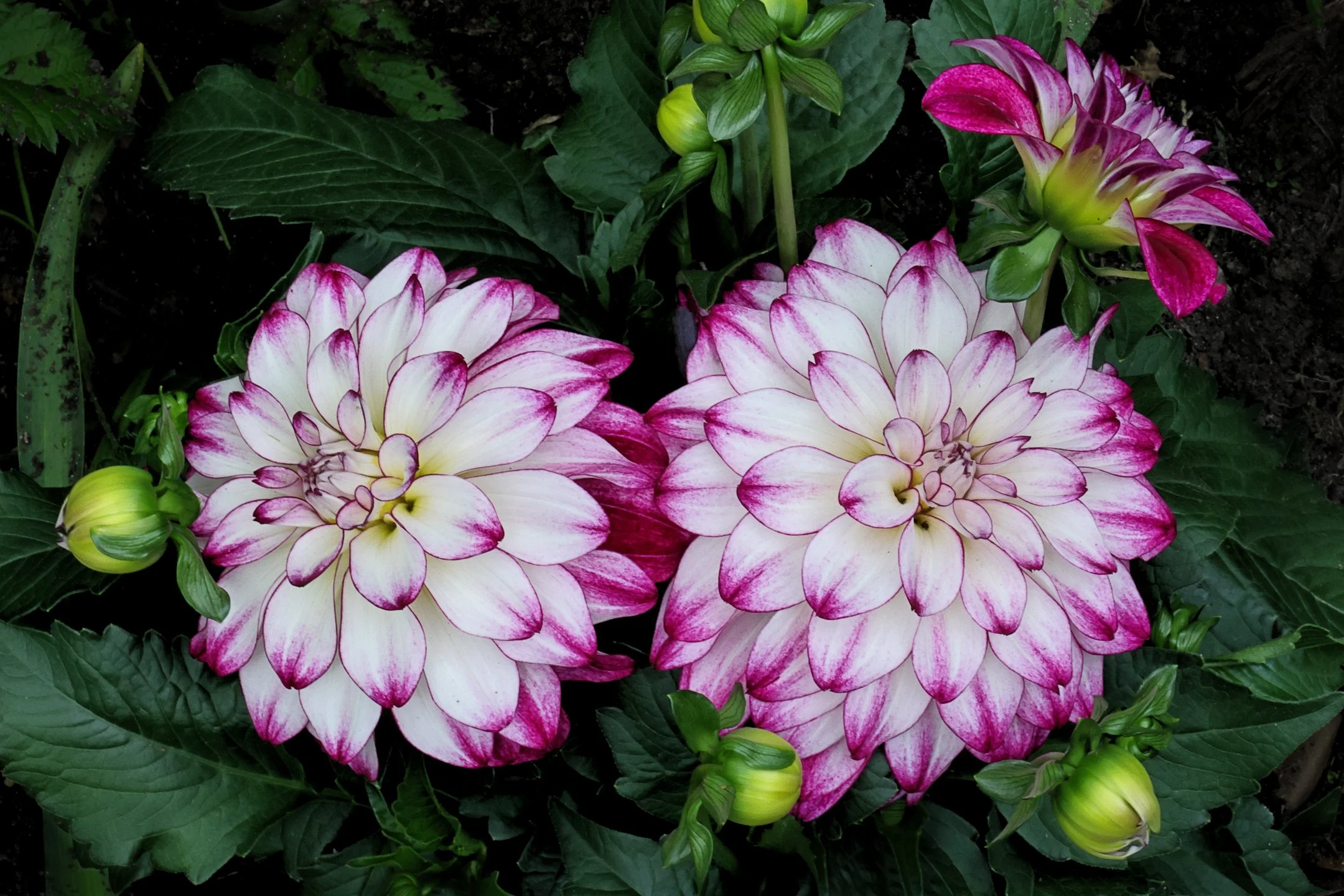 A | Dazzling Dahlia | Larry Howard | Score: 18