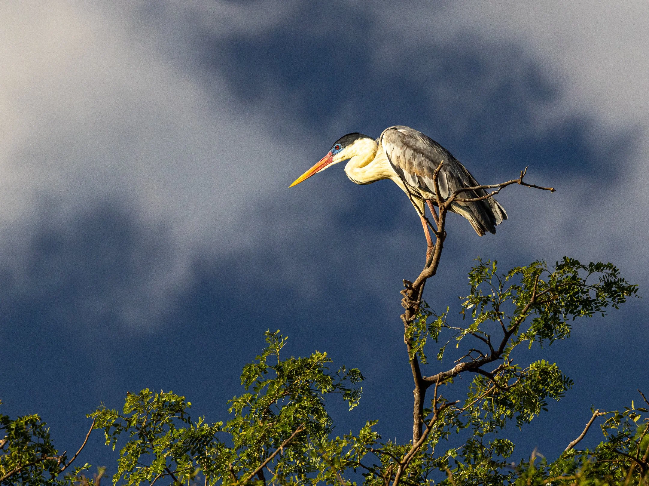 N | Cocoi Heron At Sunrise | Jim Knapp | Score: 18