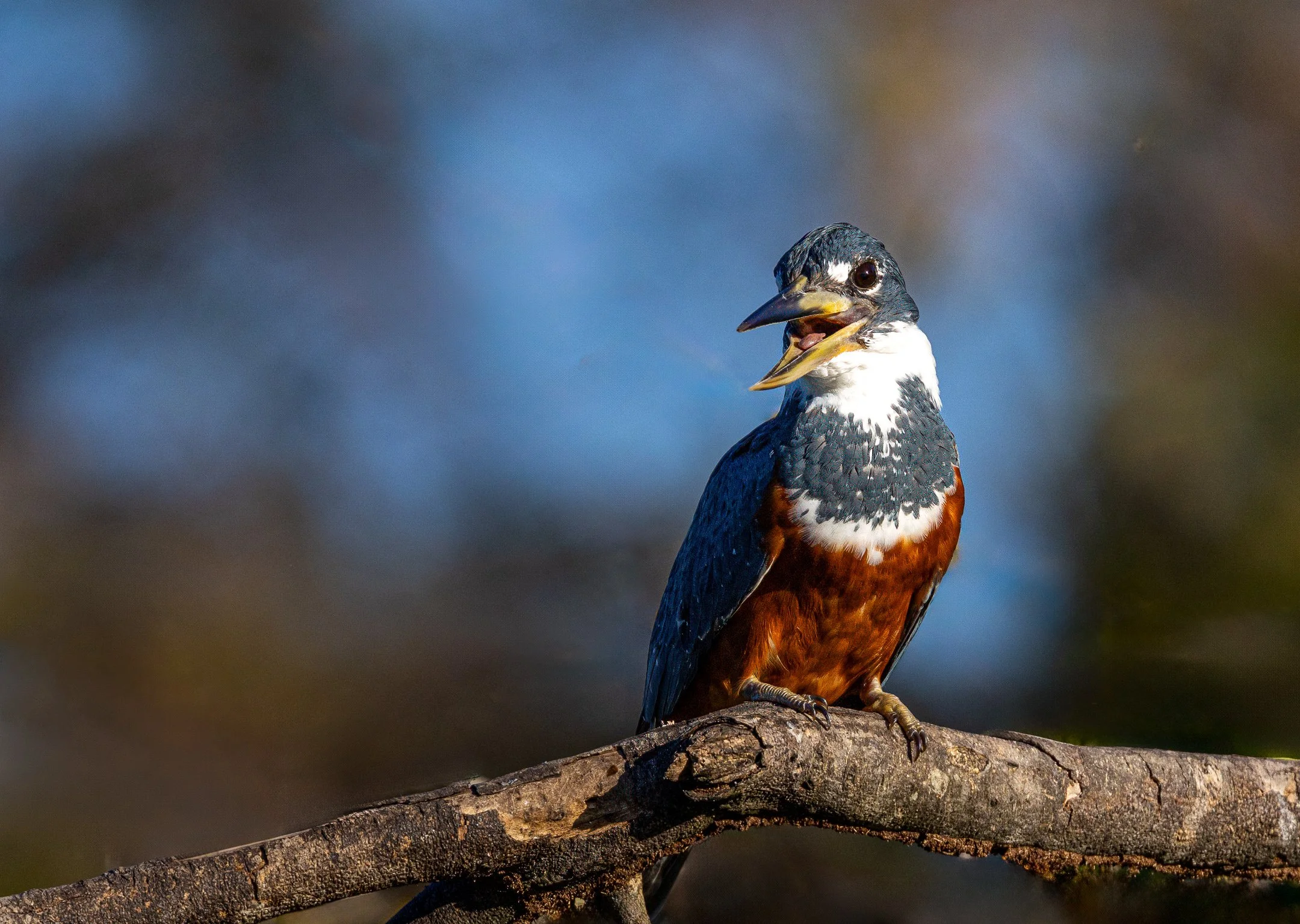 N | Ringed Kingfisher | Jim Knapp | Score: 20