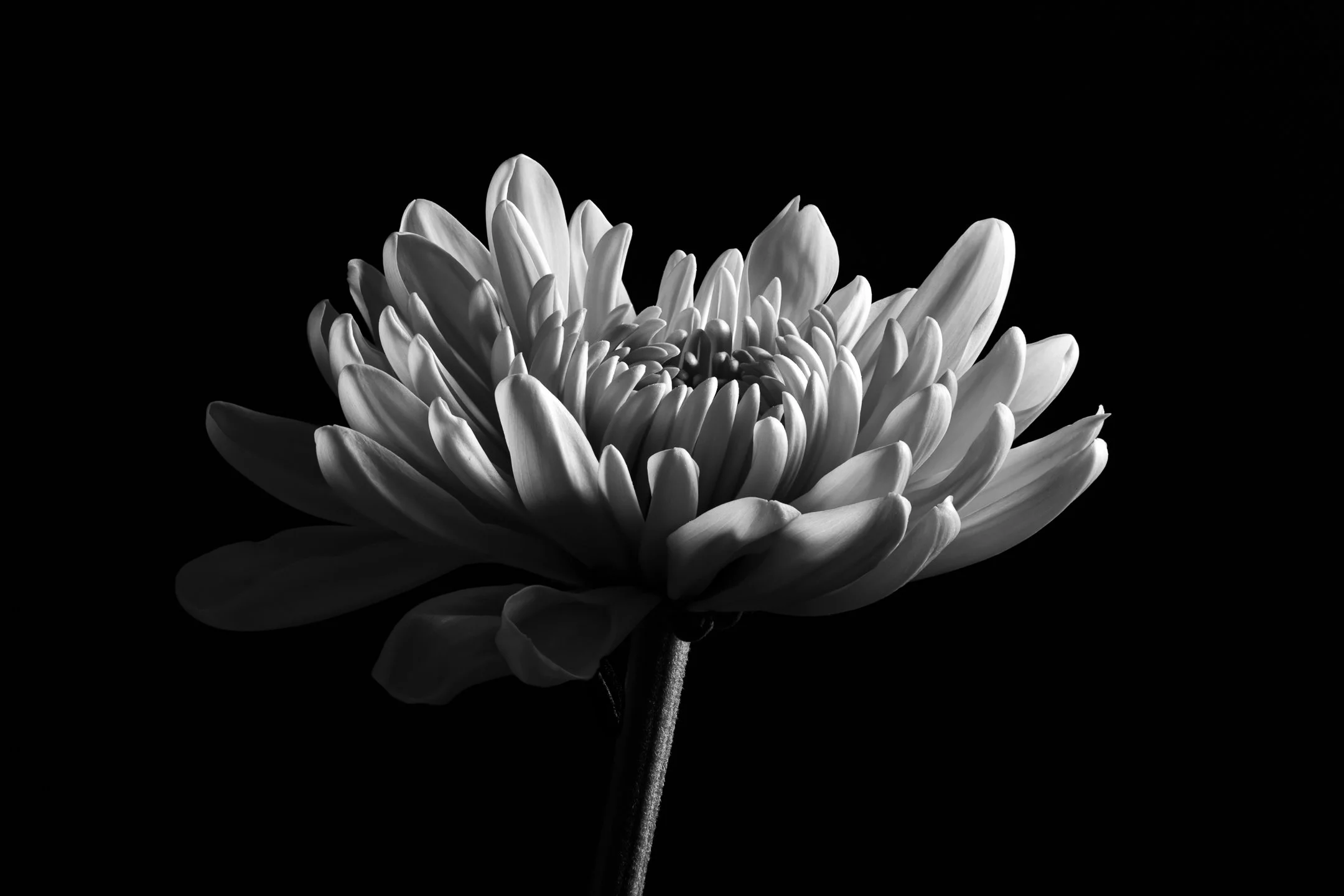 M | Chrysanthemum | Norbert Kugele | Score: 23