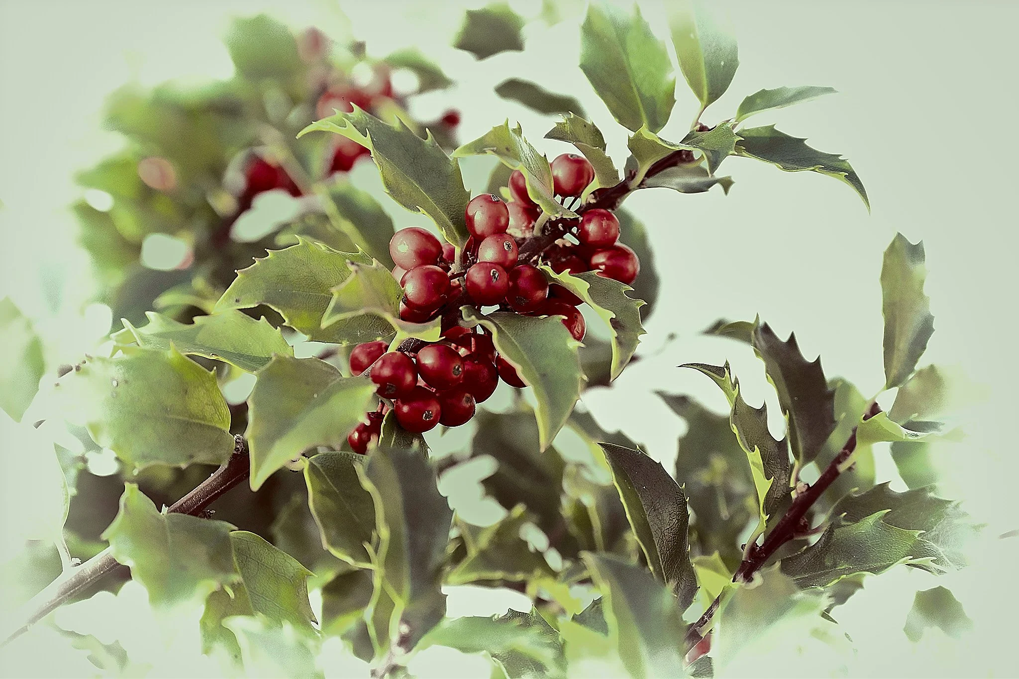 N | A Holly Jolly Winter | Richard Coombs | Score: 16