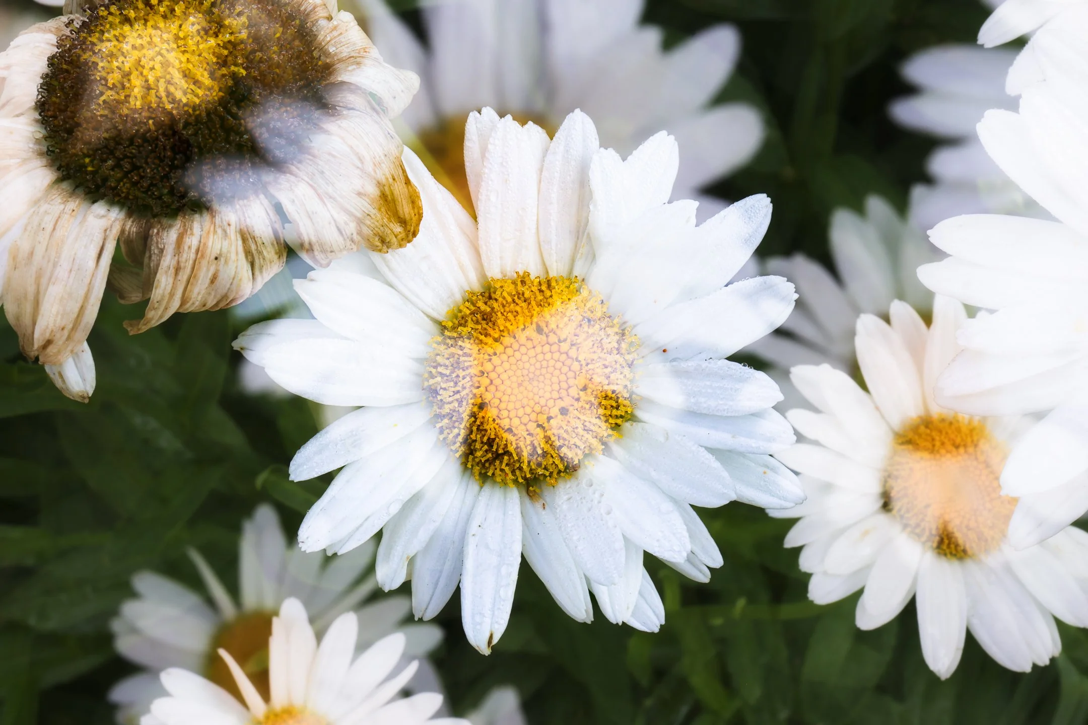 C | Doubling Down On Daisies | Norbert Kugele | Score: 18