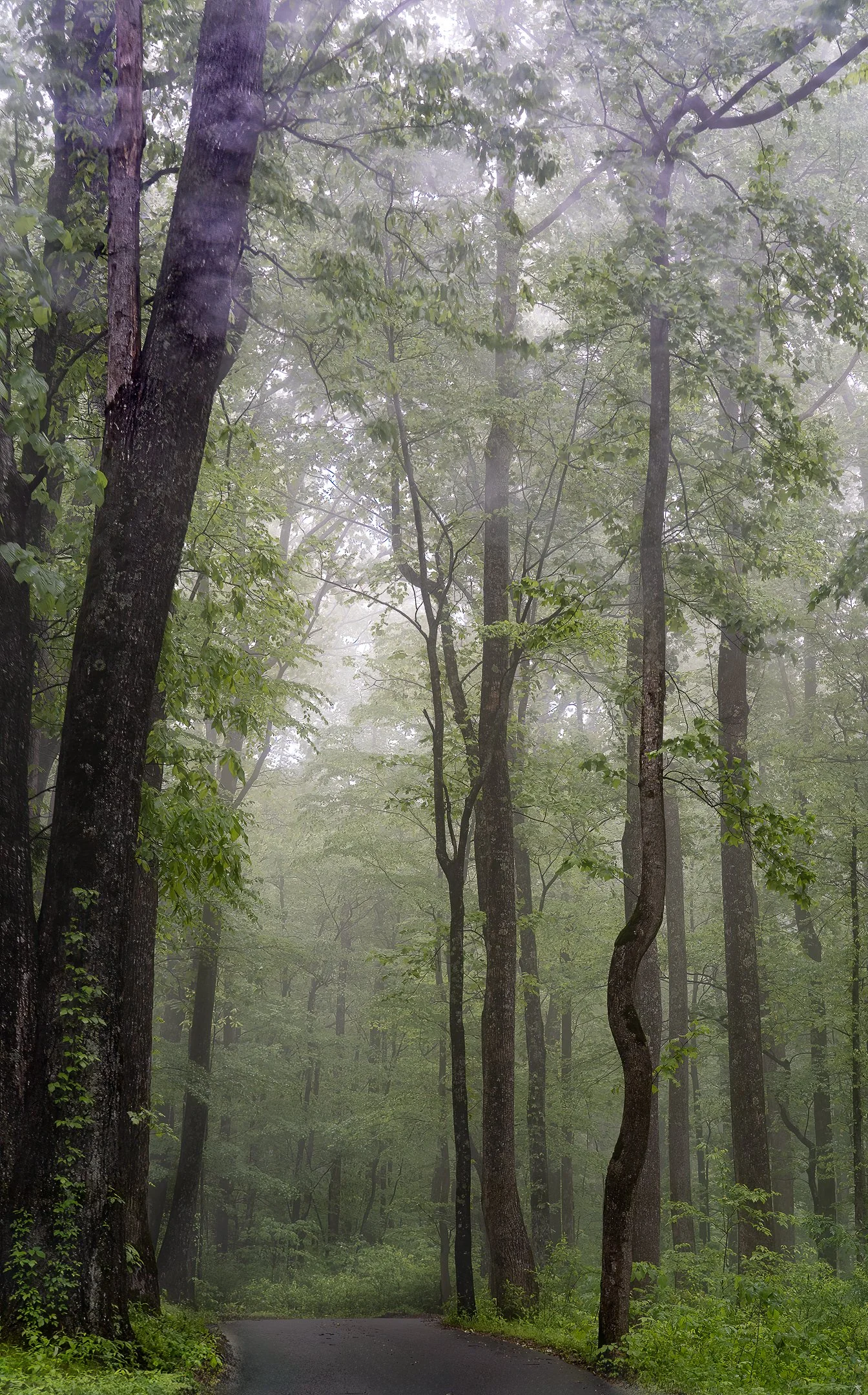 O | Fog And Forest | Jeanne Quillan | Score: 19