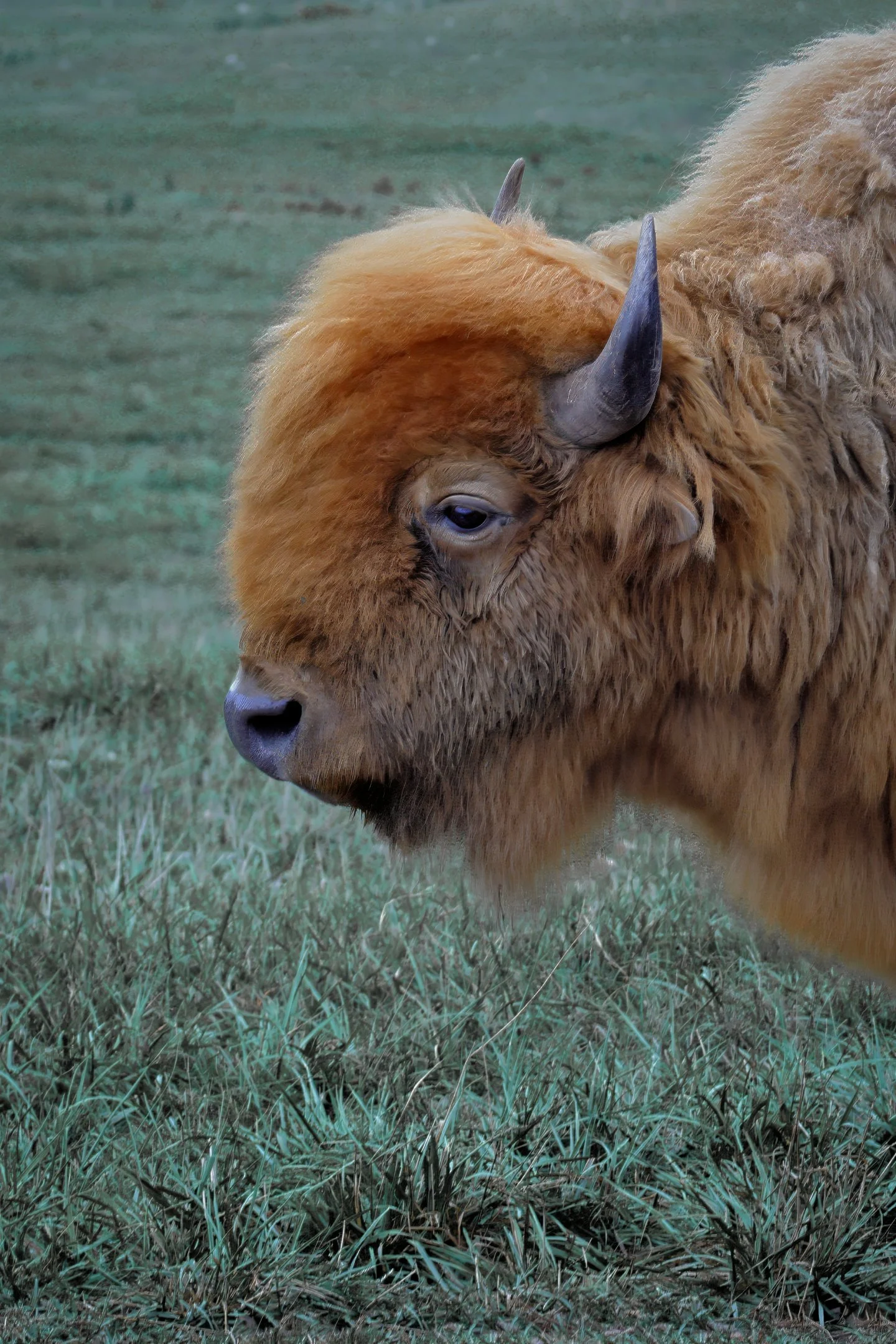 N | Rare Blond Buffalo | Larry Howard | Score: 16