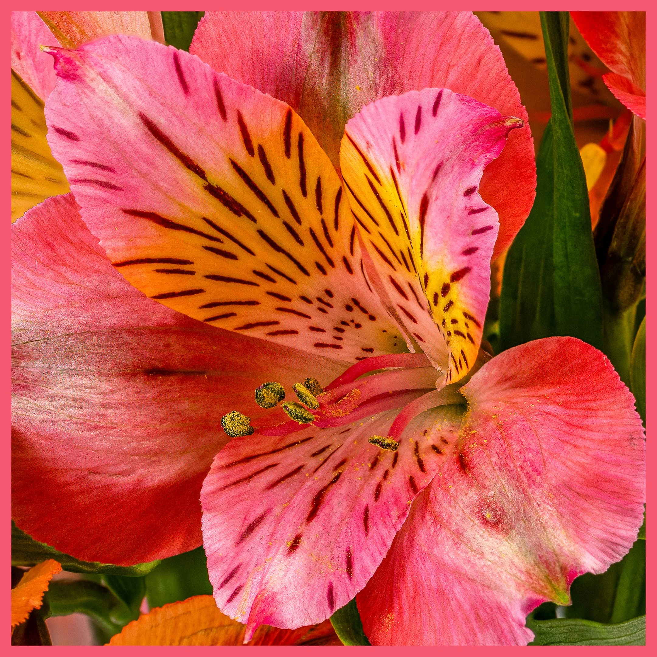 A | Peruvian Lily | Ron DeHaan | Score: 22