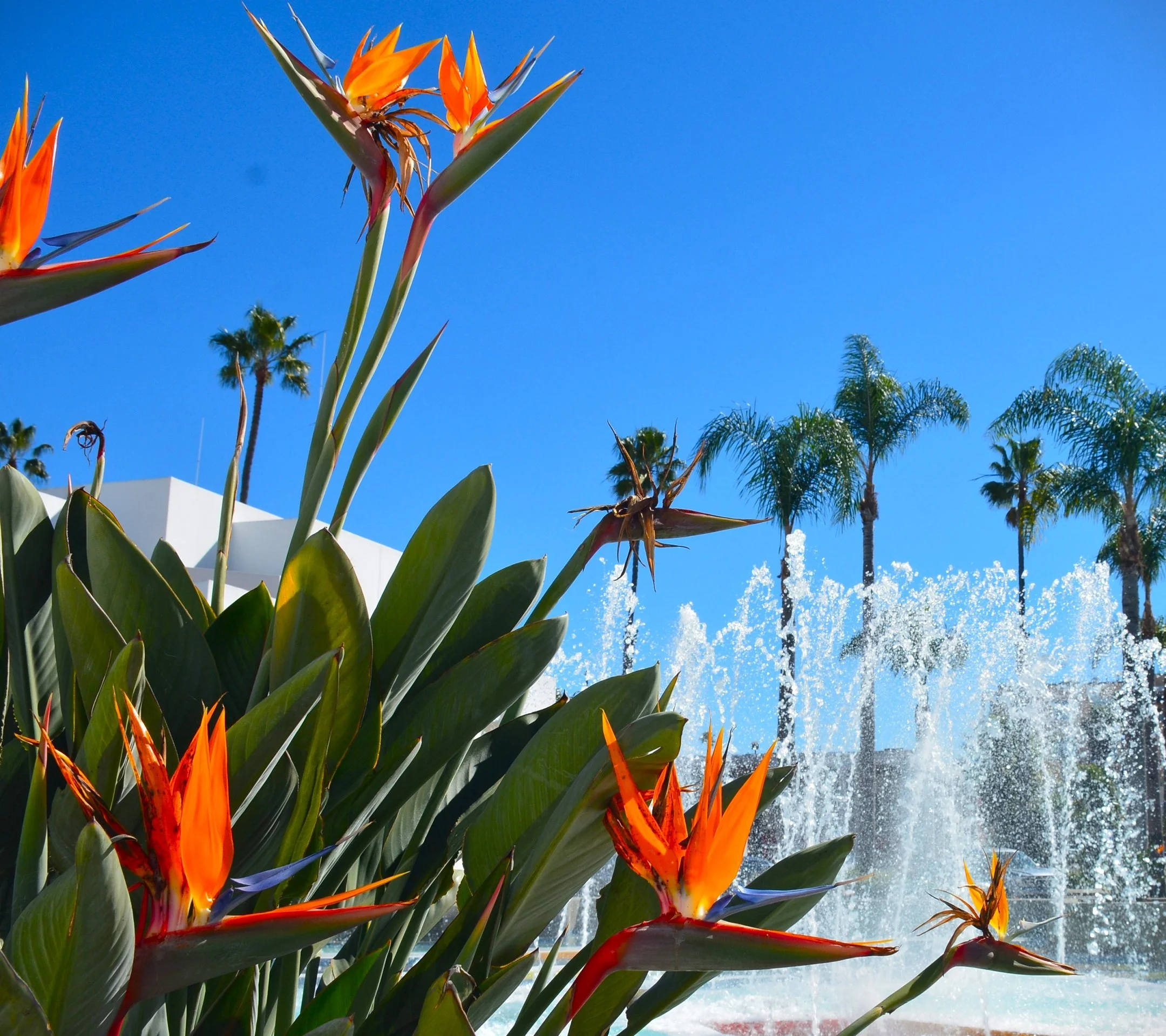 A | Paradise Fountain | Bill Ingraham | Score: 15
