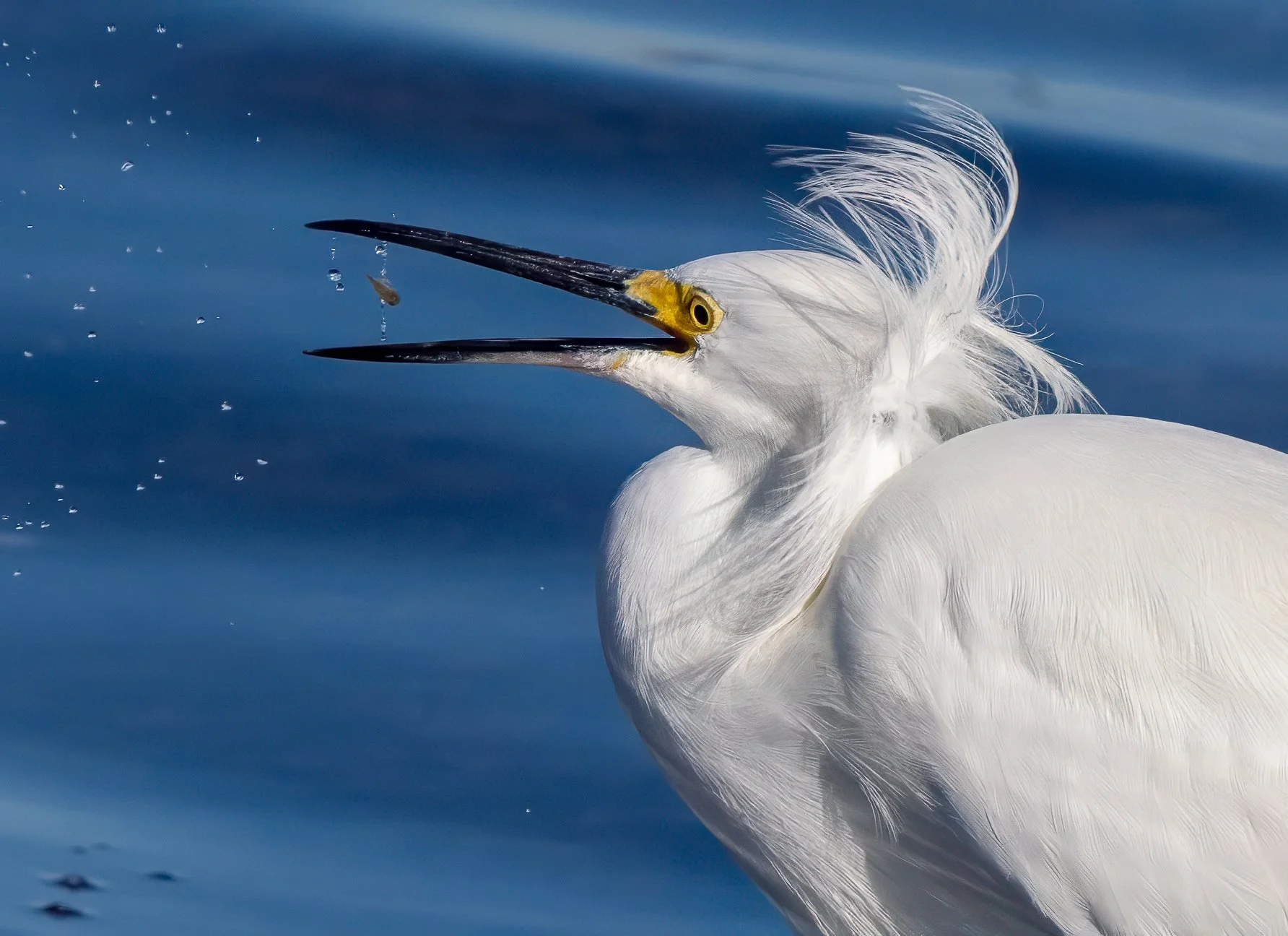 N | Snowy Egret Fishing | Kim Ives | Score: 21