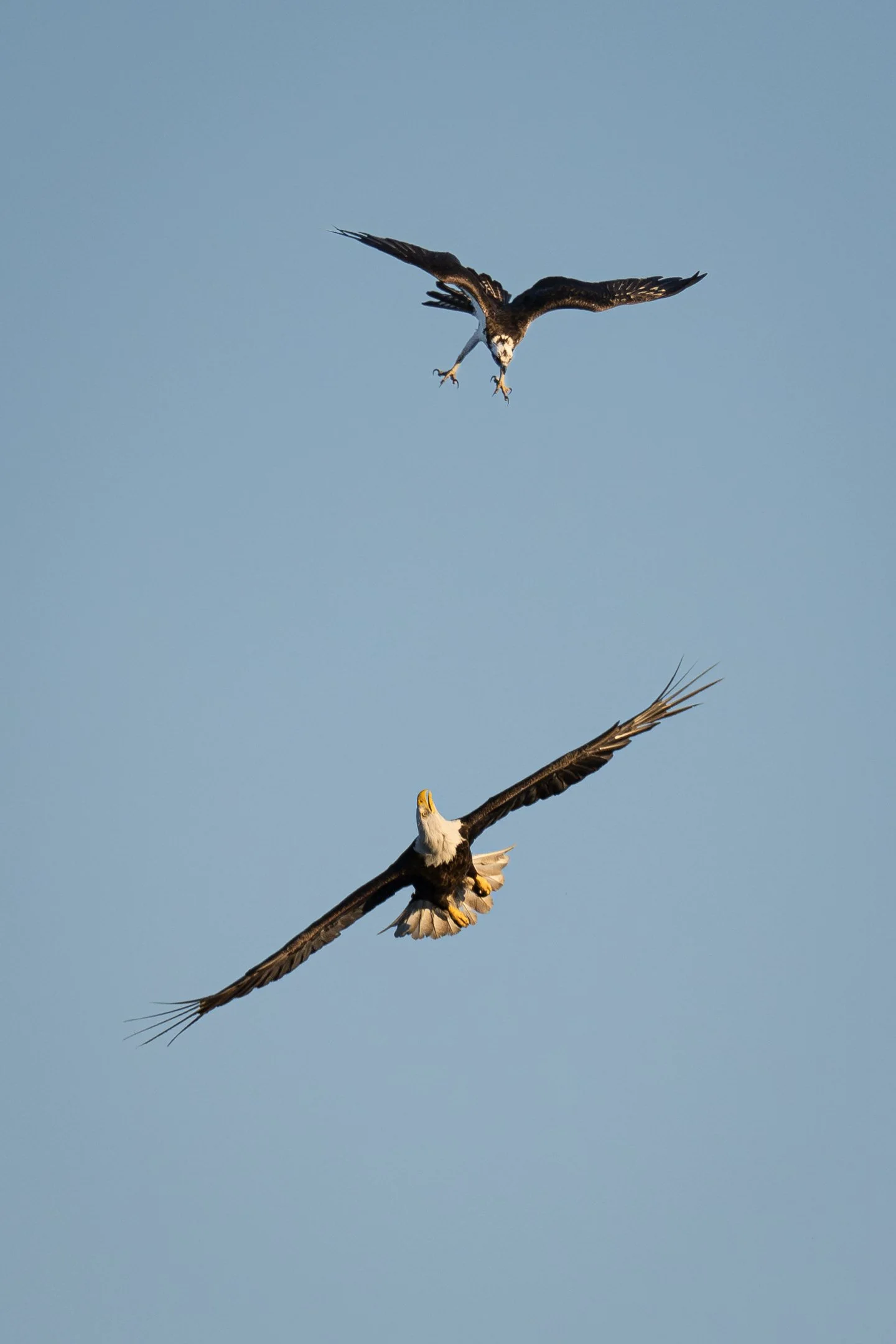 N | Osprey Vs Eagle | Joe Mancy | Score: 19