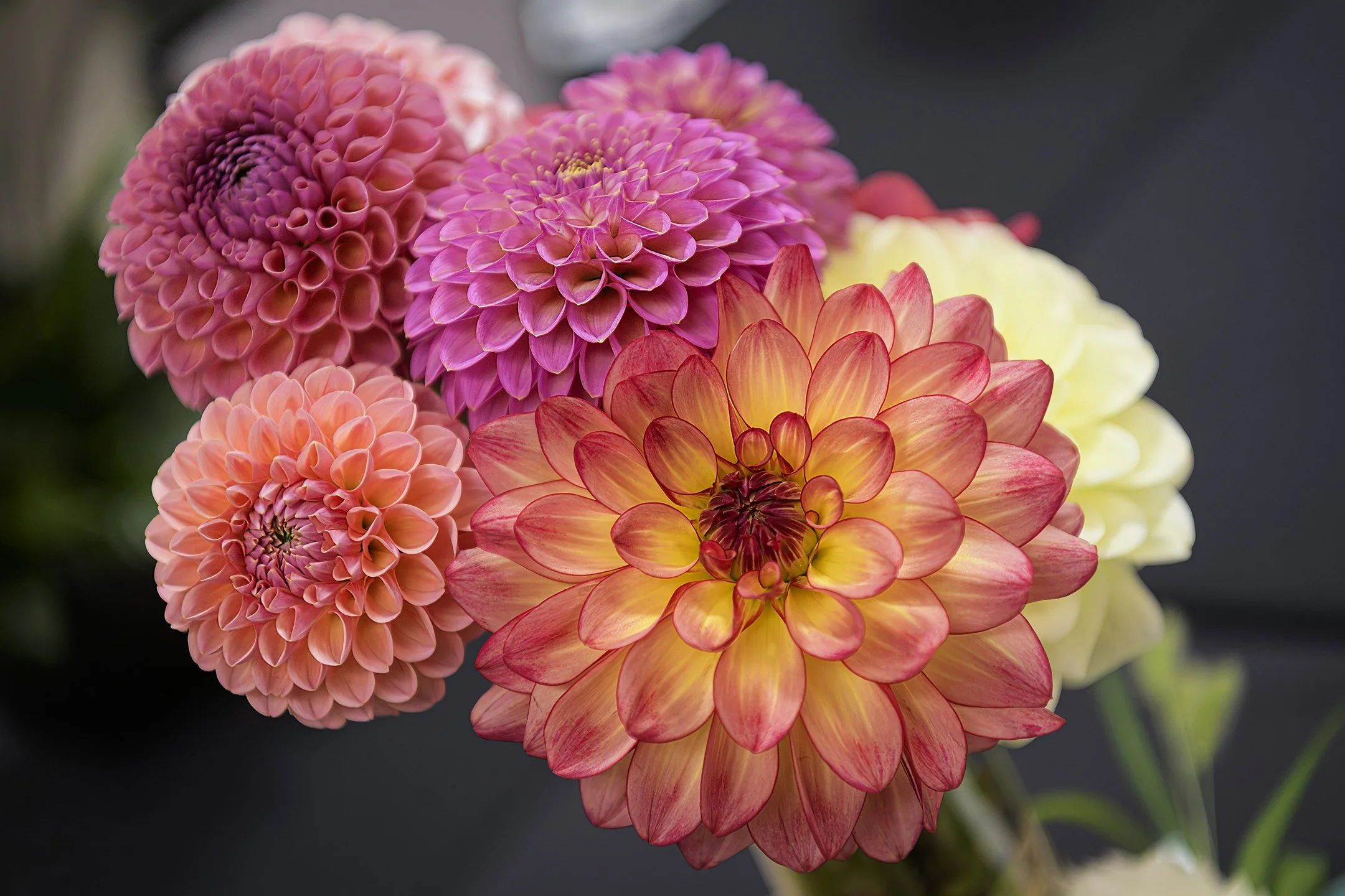 O | Dahlias | Jack Eichner | Score: 23